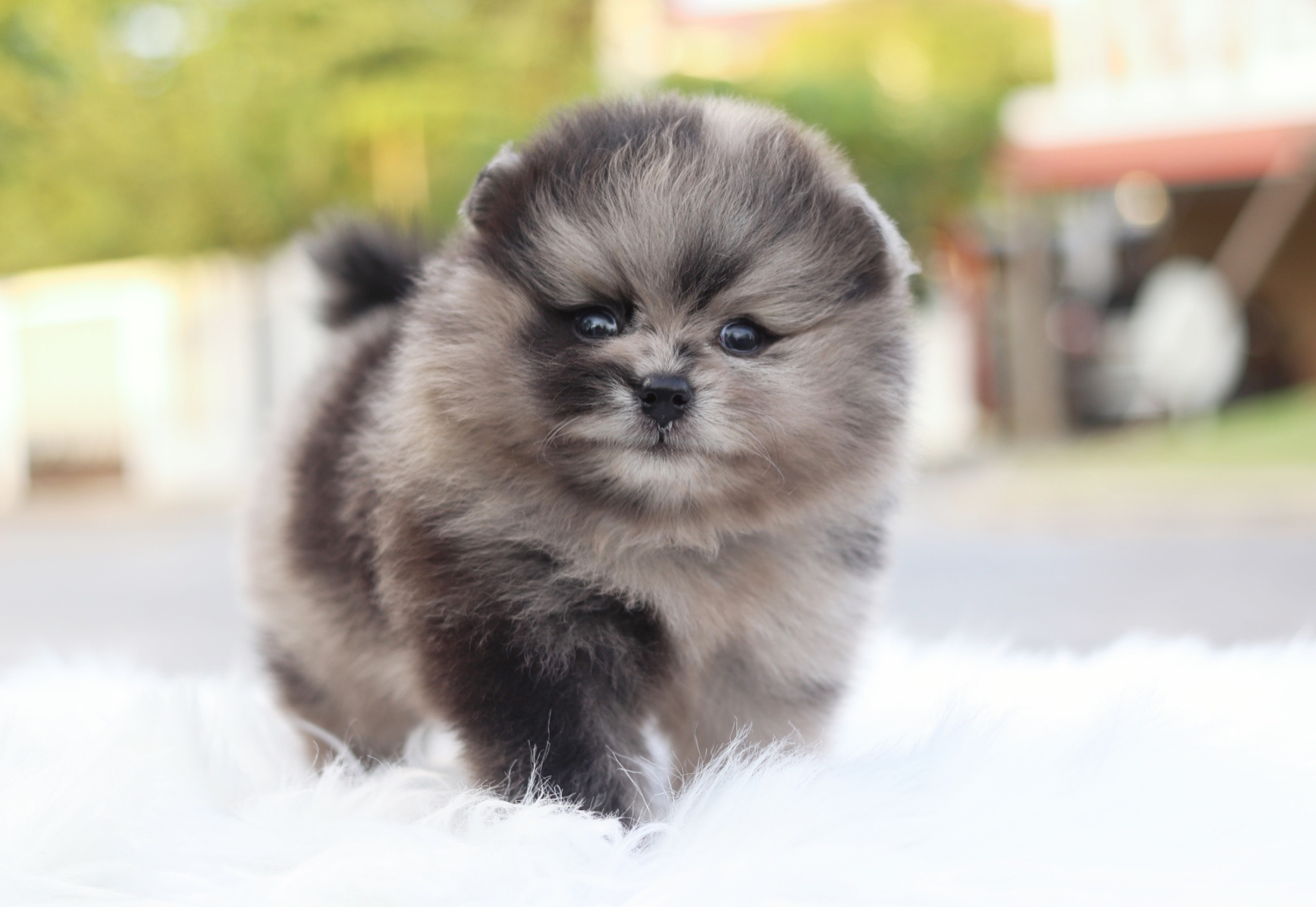 ปอมเมอเรเนียน เพศผู้สีเมอร์เร่