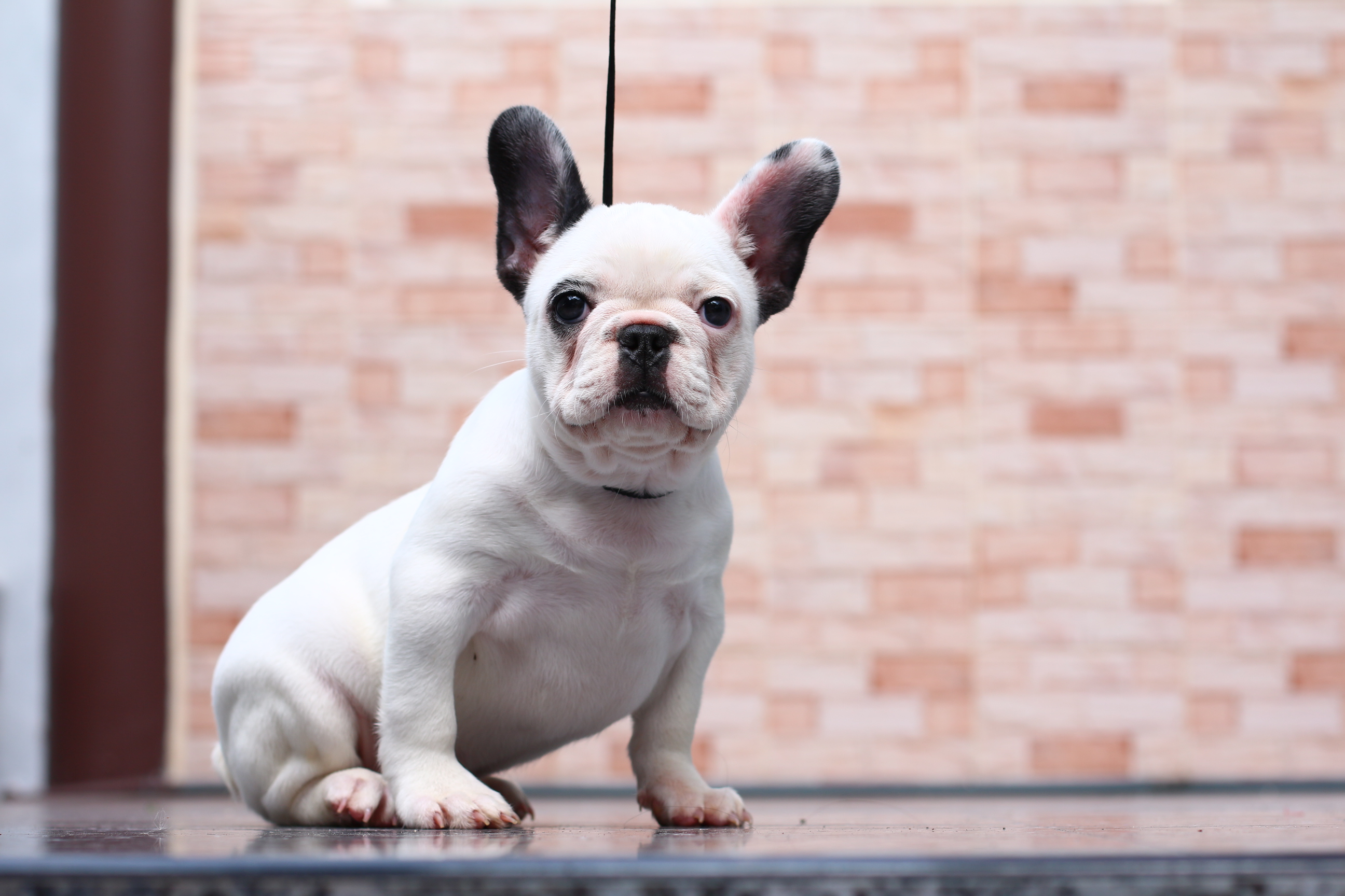 เฟรนช์บูลด็อก เพศเมีย หุ่นสวยๆ โครงสร้างเยี่ยม