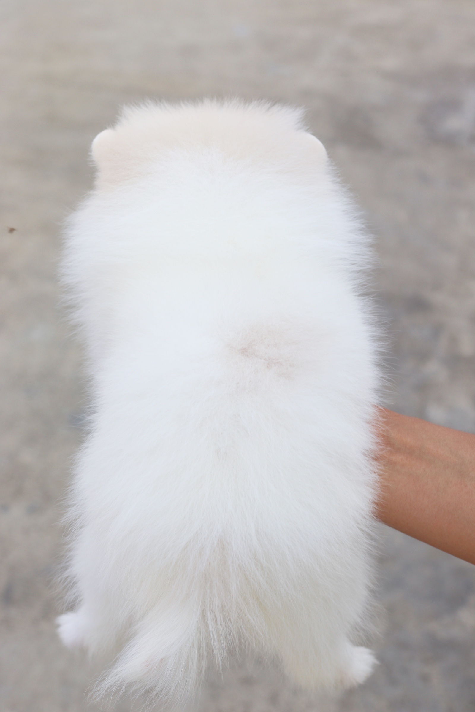 ปอมเมอเรเนียน เพศเมียสีขาวครีม