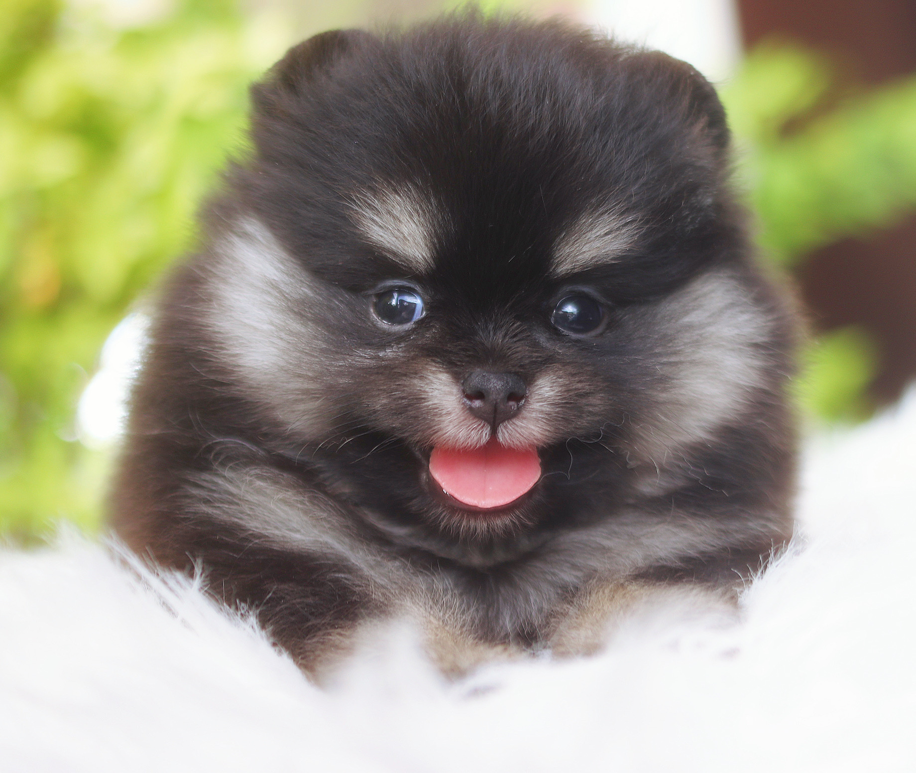 ปอมเมอเรเนียน เพศเมียสีแบล็คแทน เกรดโชว์