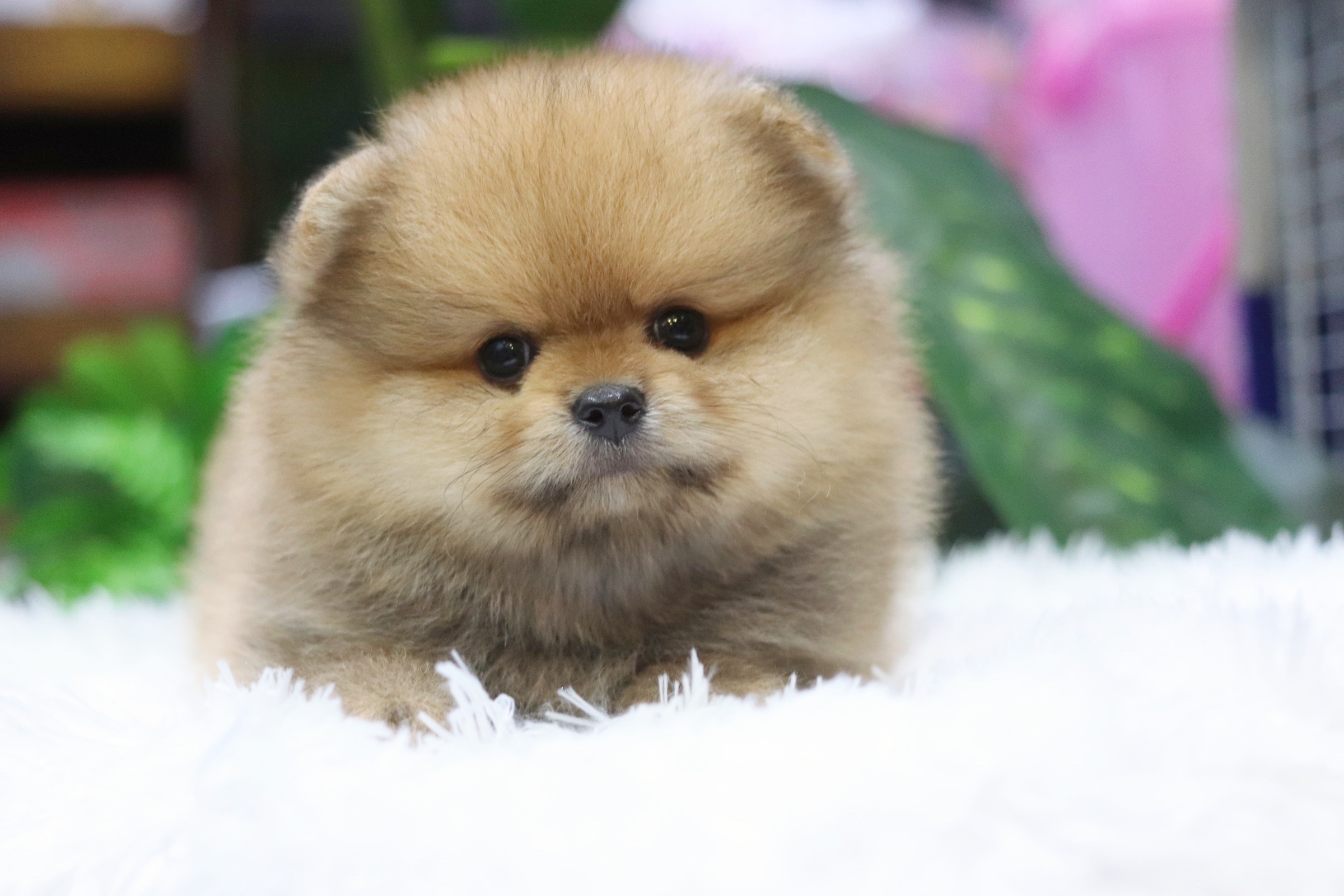 ปอมเมอเรเนียน เพศผู้ สีส้ม