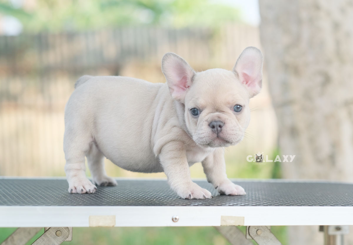น้องน้อยจ้ำม่ำเพศเมีย สีบลูฟร้อนต์ สีโทนออกเผือก มีตาสีฟ้าเป็นเอกลักษณ์พิเศษ หัวโต หน้าใหญ่ กระดูกดี สวยๆแบบนี้พลาดไม่ได้ค่า, ได้รับการฉีดวัคซีนรวมป้องกัน5โรค ,สุนัขร่างกายสมบูรณ์แข็งแรง สุขภาพจิตดีทุกตัว 092-9918888