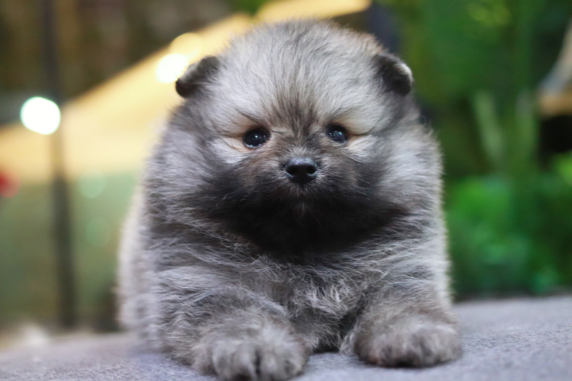 ปอมเมอเรเนียน เพศผู้