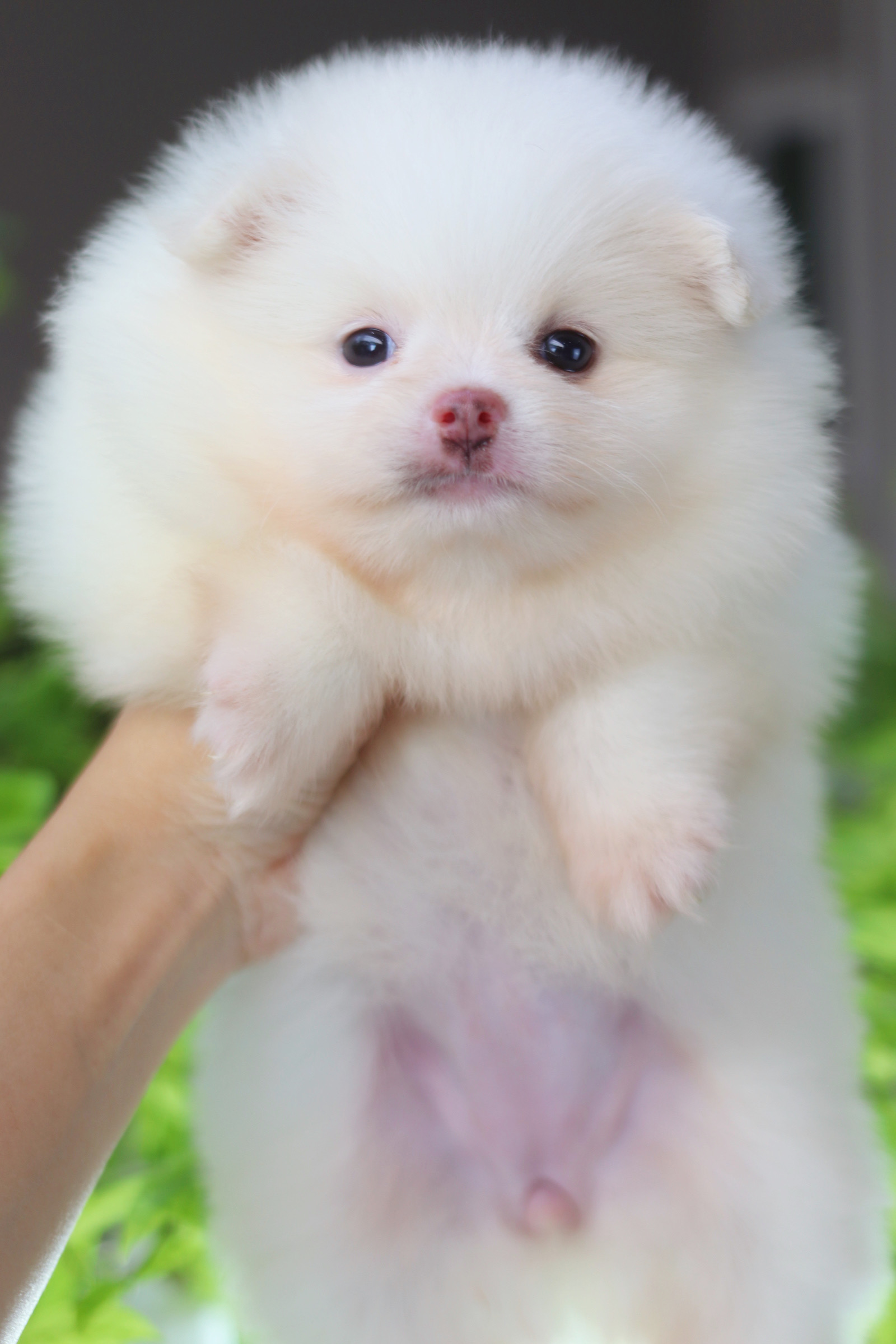 ปอมเมอเรเนียน เพศเมียสีขาวครีม