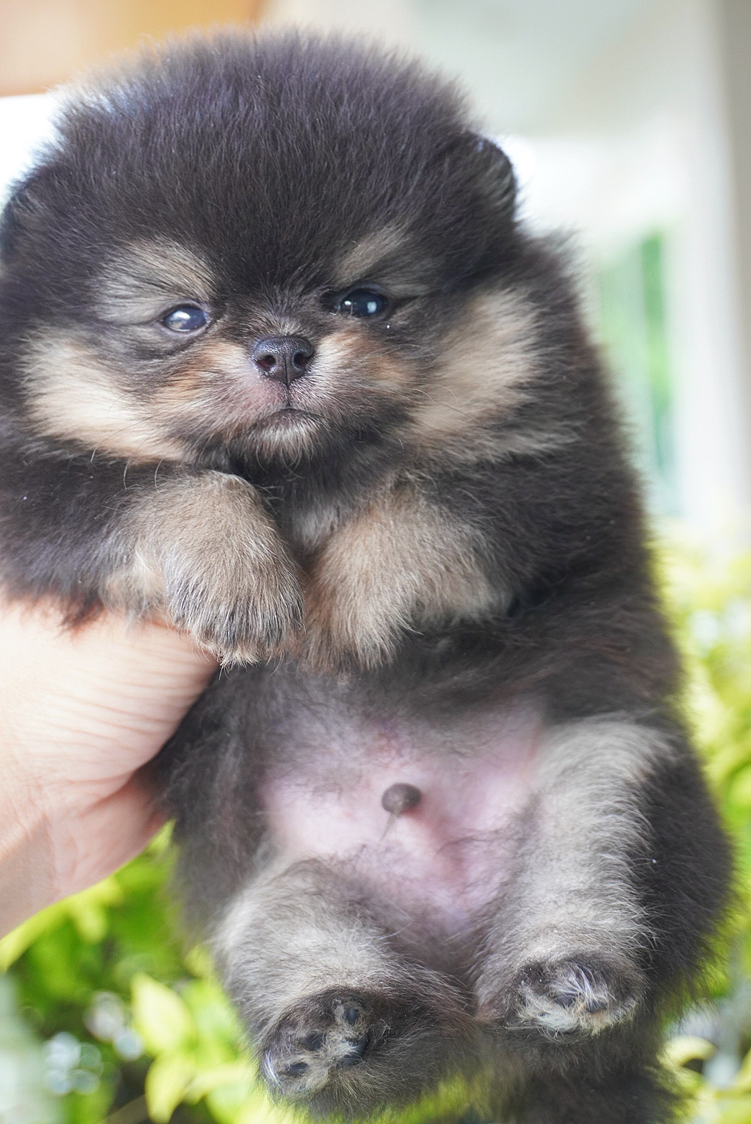 ปอมเมอเรเนียน เพศผู้สีแบล็คแทน เกรดโชว์