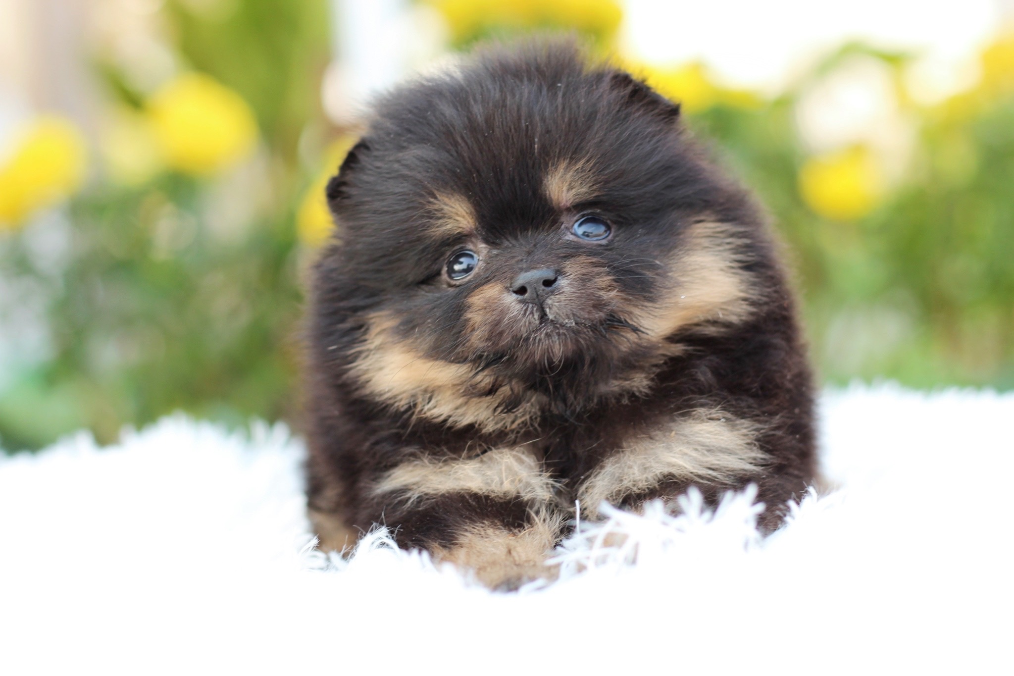 ปอมเมอเรเนียน เพศเมียแบล็คแทน