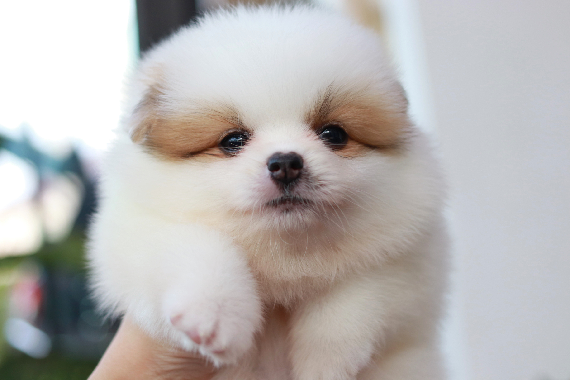 ปอมเมอเรเนียน เพศเมีย