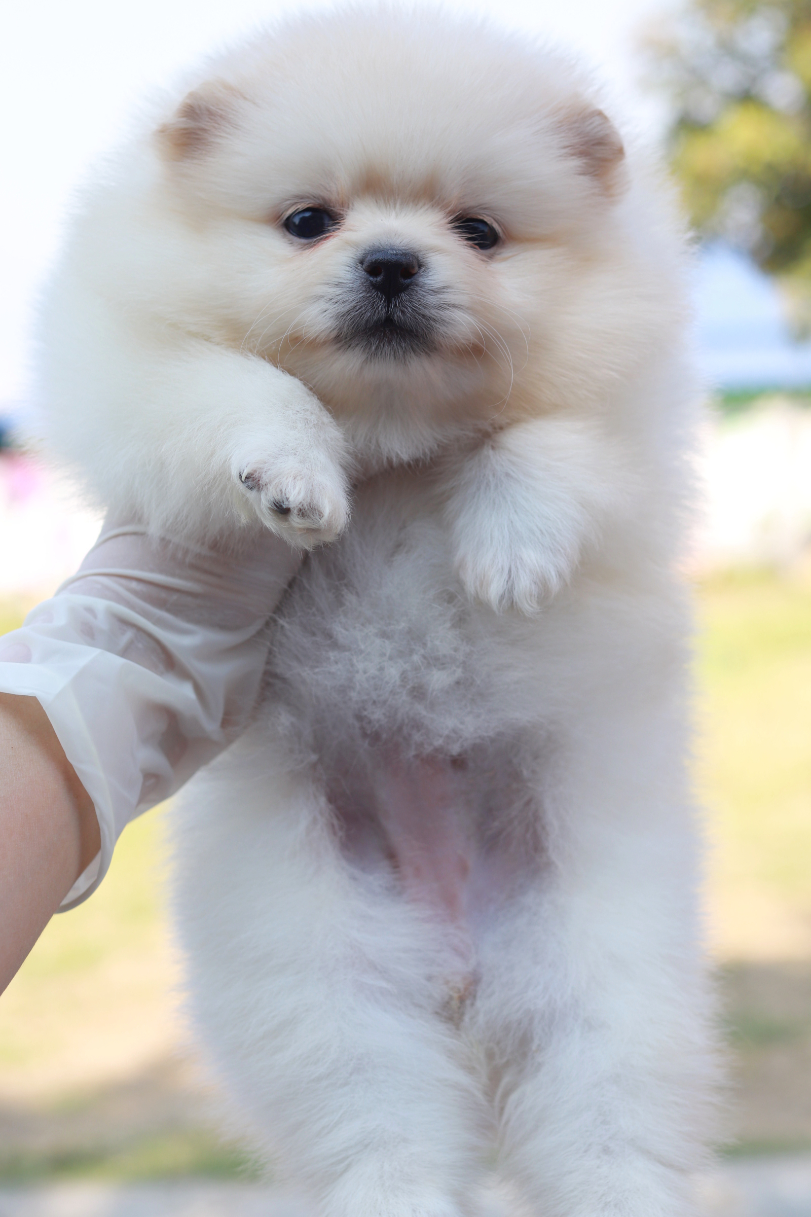 ปอมเมอเรเนียน เพศเมีย