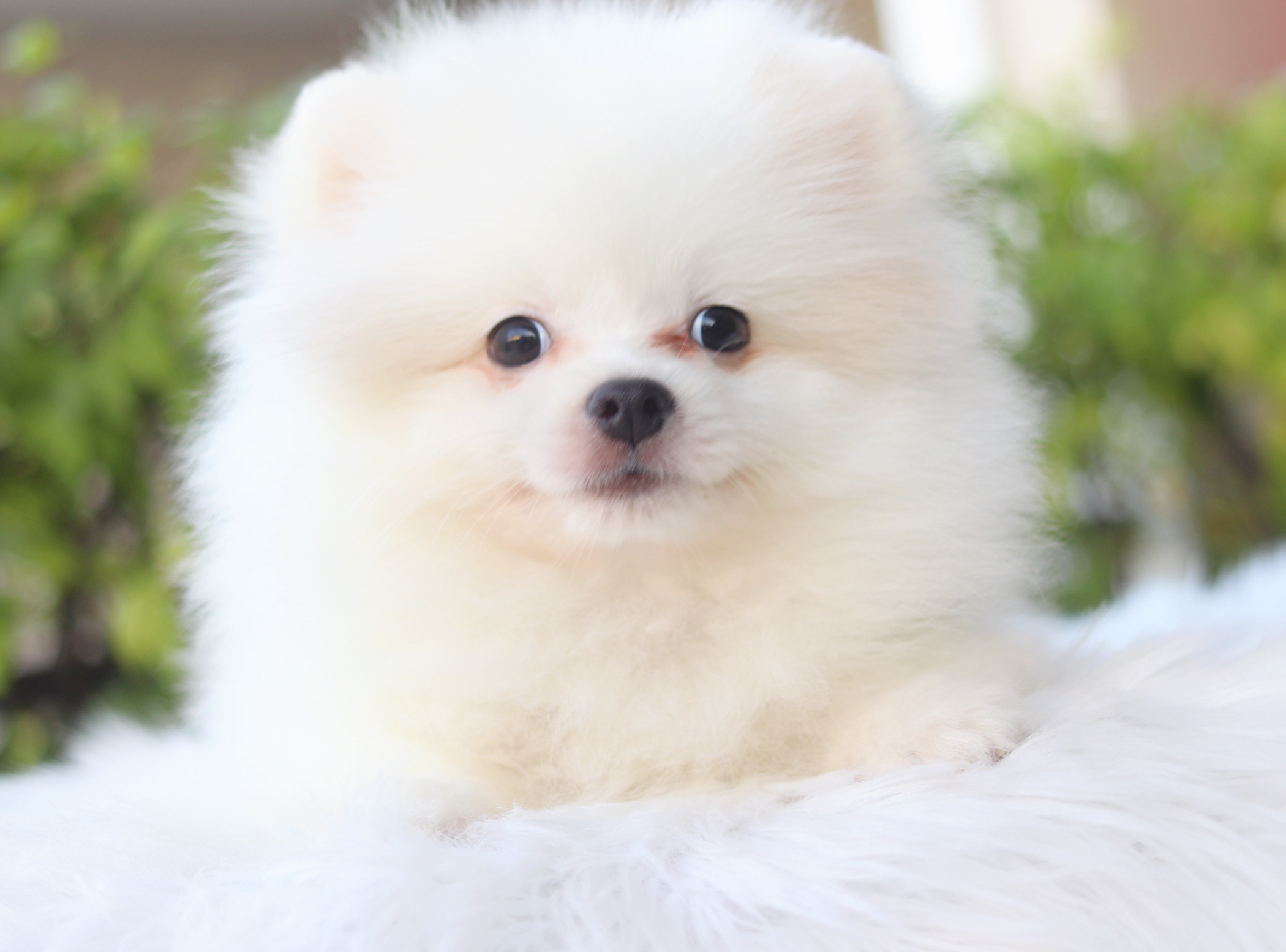 ปอมเมอเรเนียน เพศผู้ สีขาวครีม