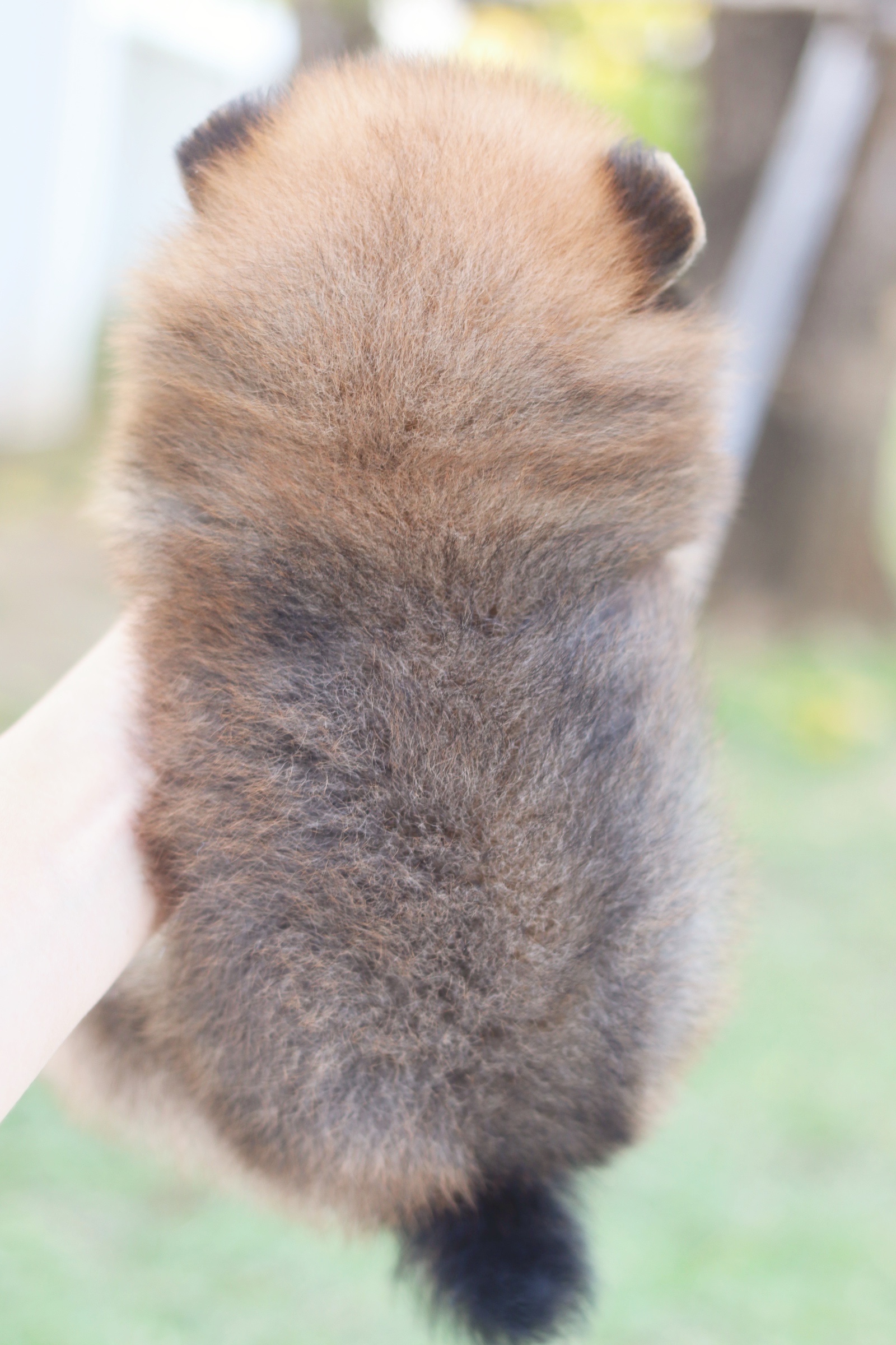 ปอมเมอเรเนียน เพศเมียสีส้ม