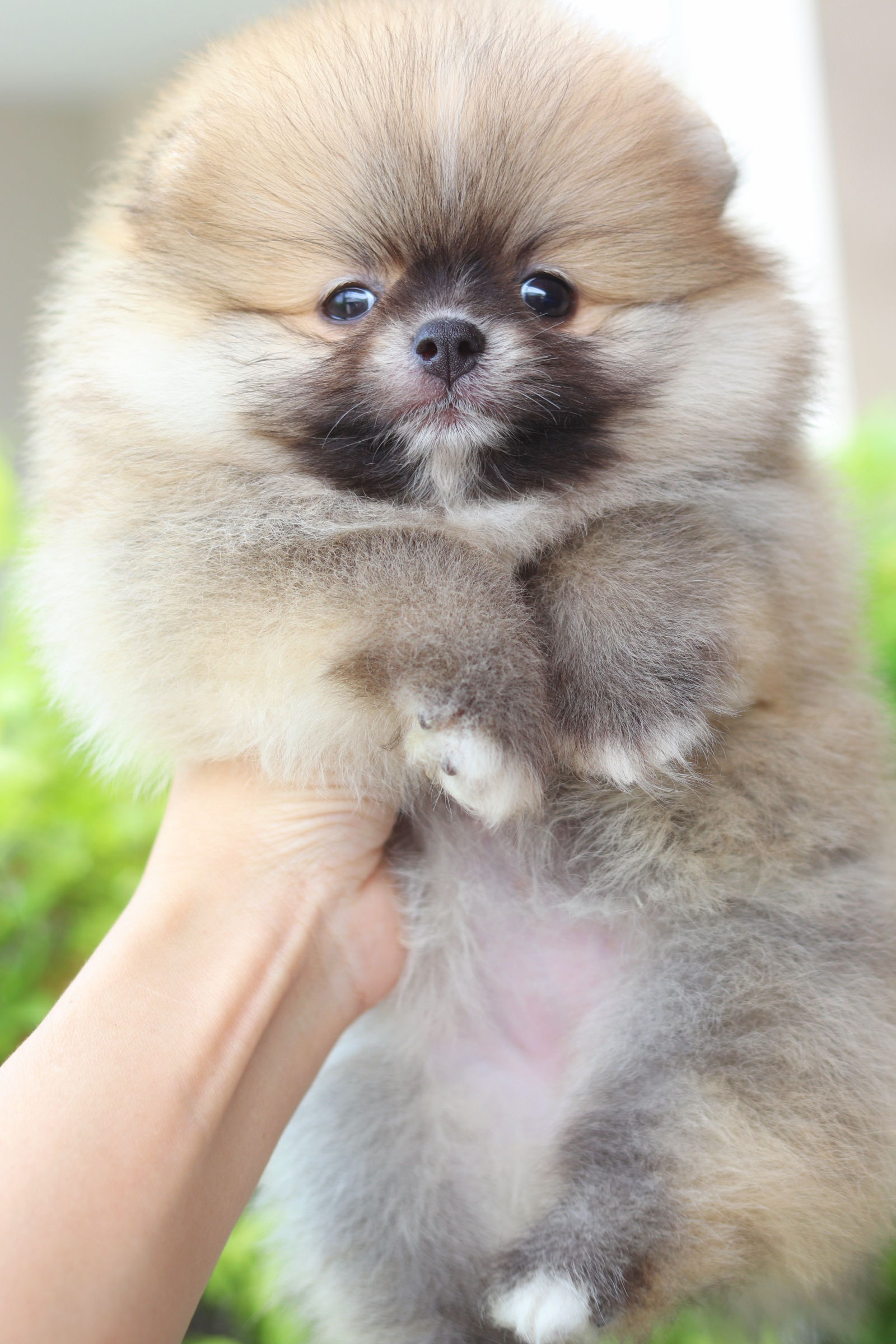 ปอมเมอเรเนียน เพศเมียสีส้ม