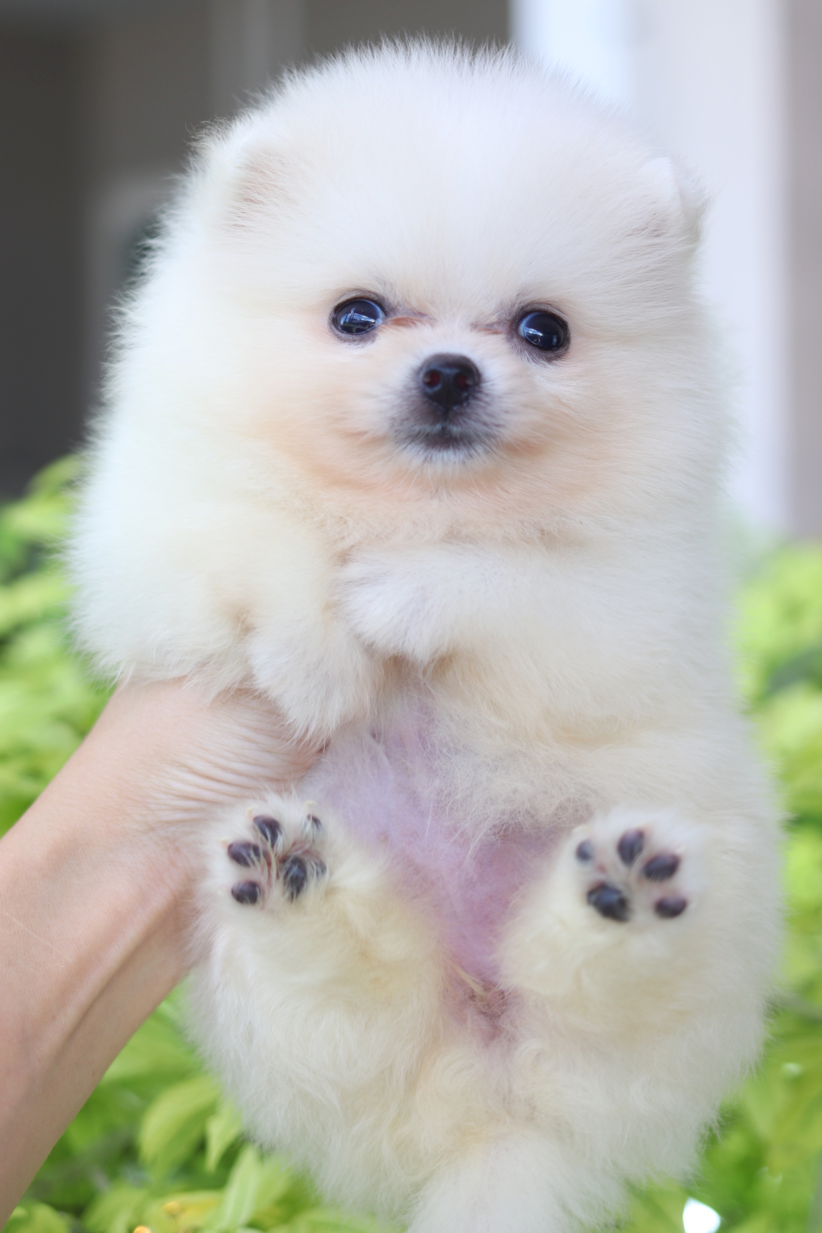 ปอมเมอเรเนียน เพศเมียสีขาวครีม