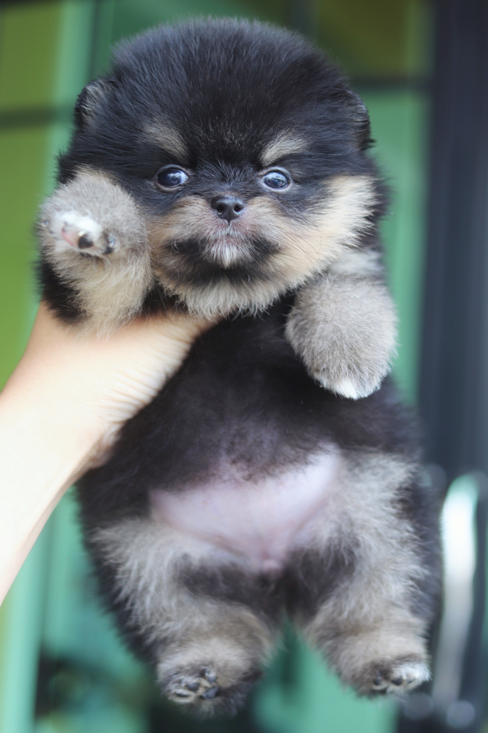 ปอมเมอเรเนียน เพศเมียสีแบล็คแทน