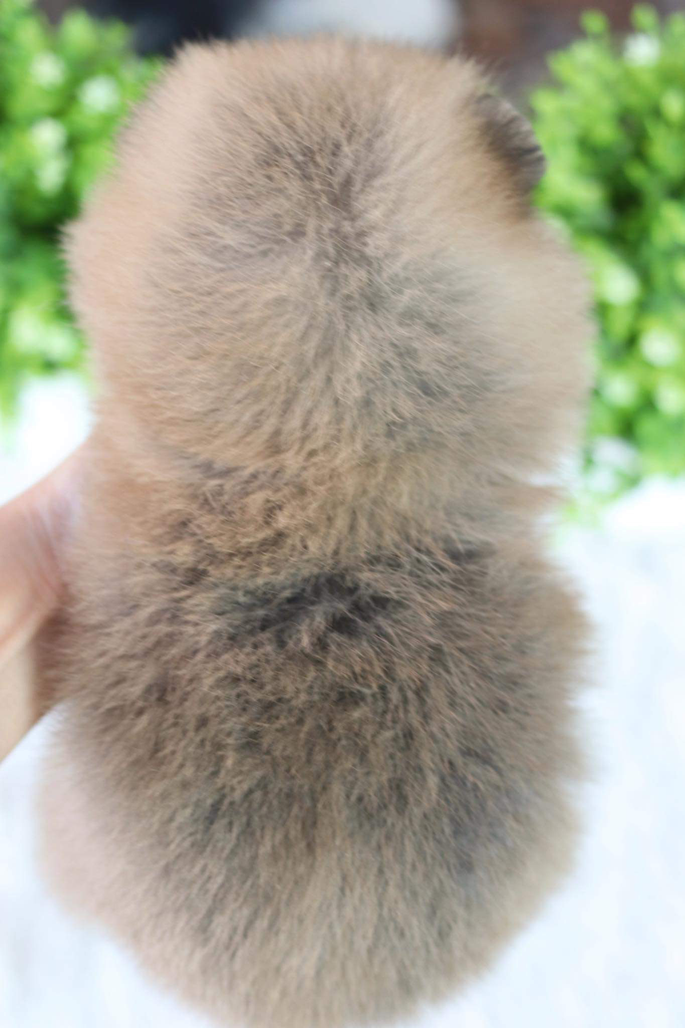 ปอมเมอเรเนียน เพศผู้