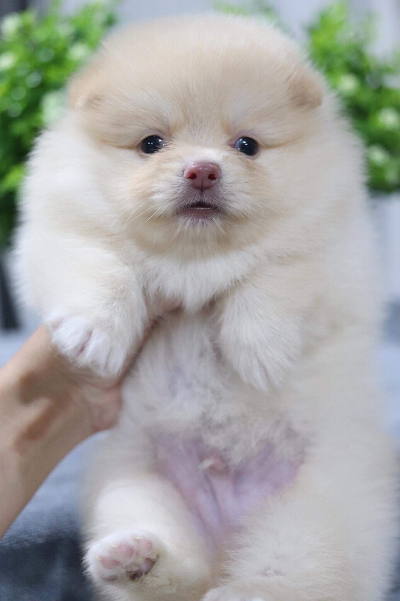 ปอมเมอเรเนียน เพศผู้