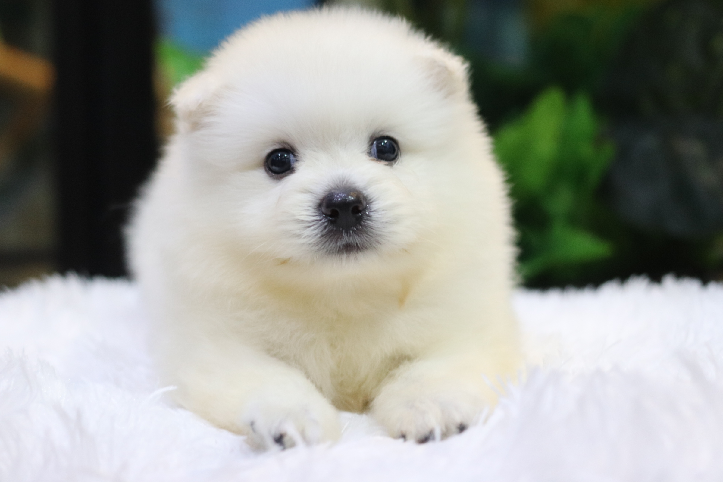 ปอมเมอเรเนียน เพศผู้ เกรดเลี้ยงเล่นไซส์ปกติหน้าฟ็อก