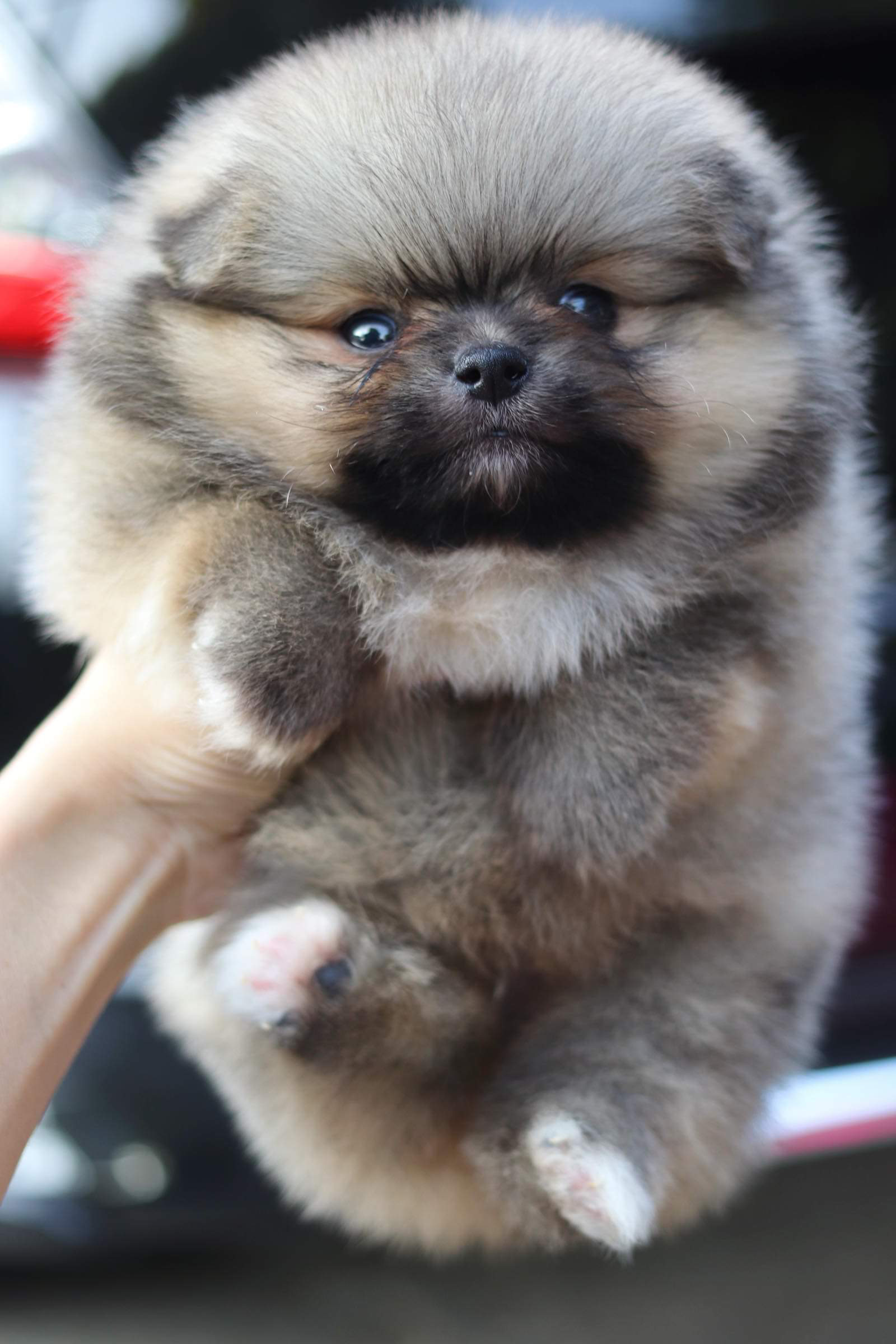 ปอมเมอเรเนียน เพศผู้