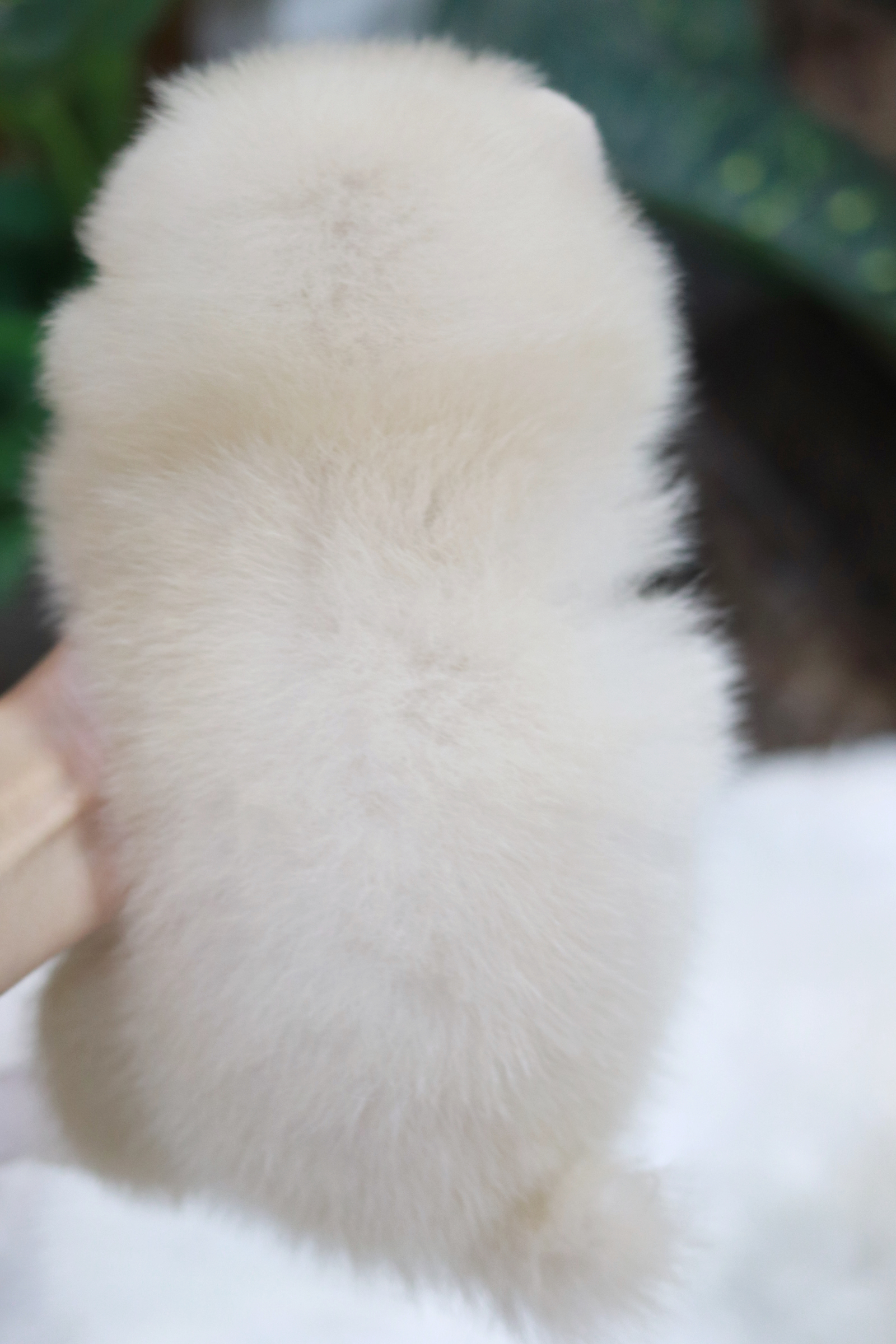 ปอมเมอเรเนียน เพศเมีย