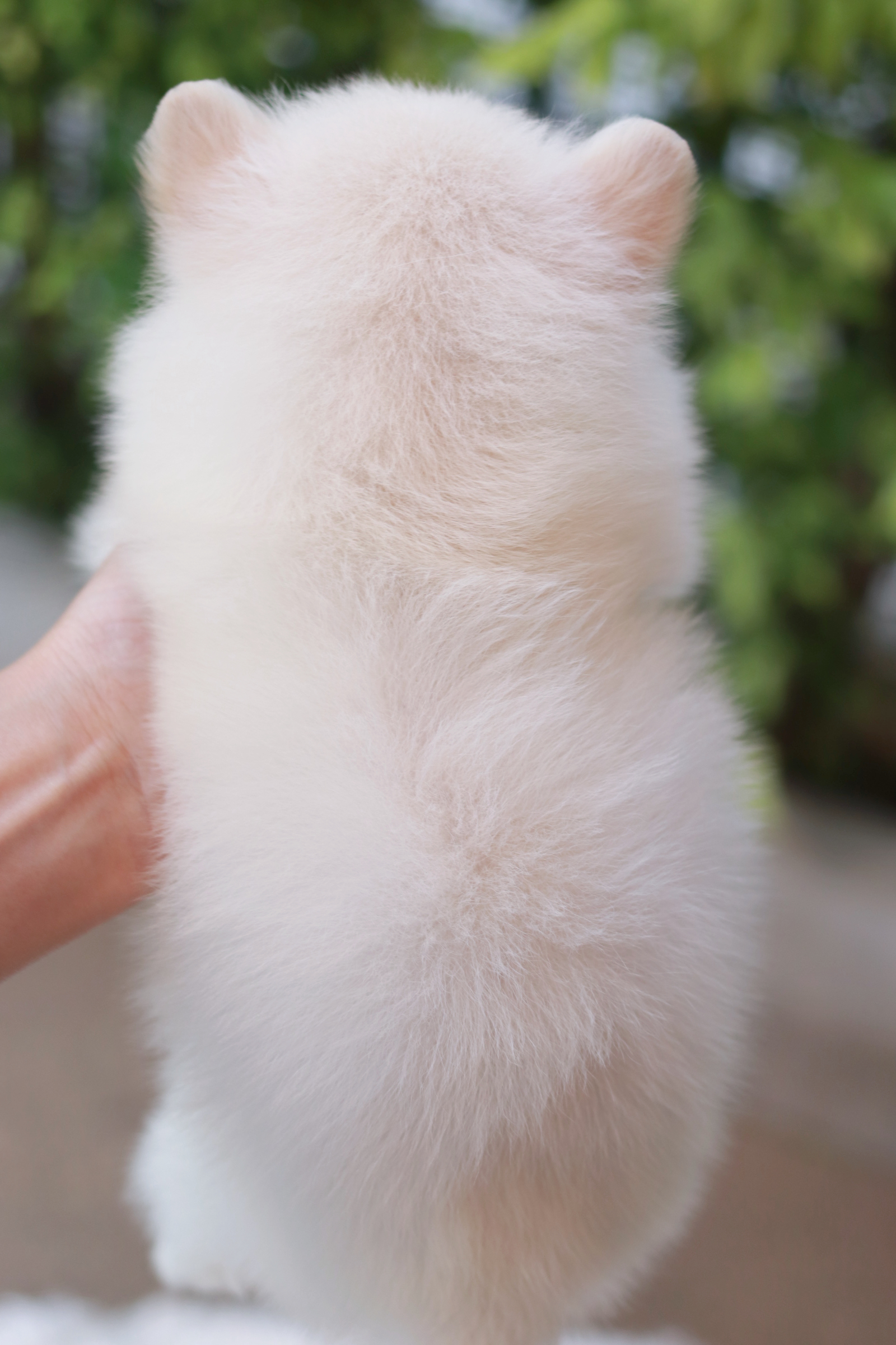 ปอมเมอเรเนียน เพศผู้ หน้าฟ็อก