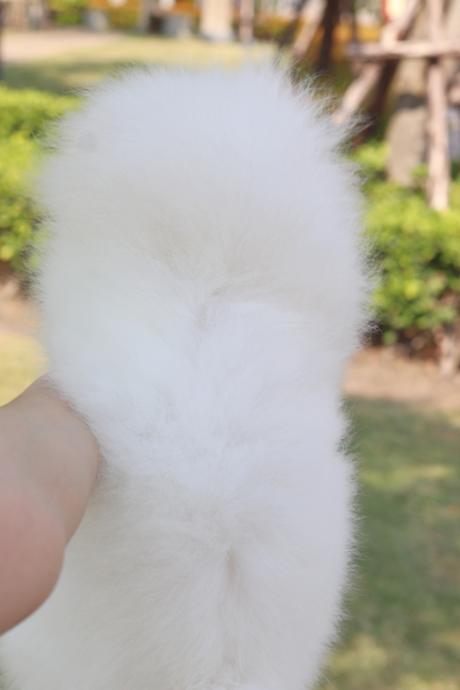 ปอมเมอเรเนียน เพศผู้สีขาวครีม