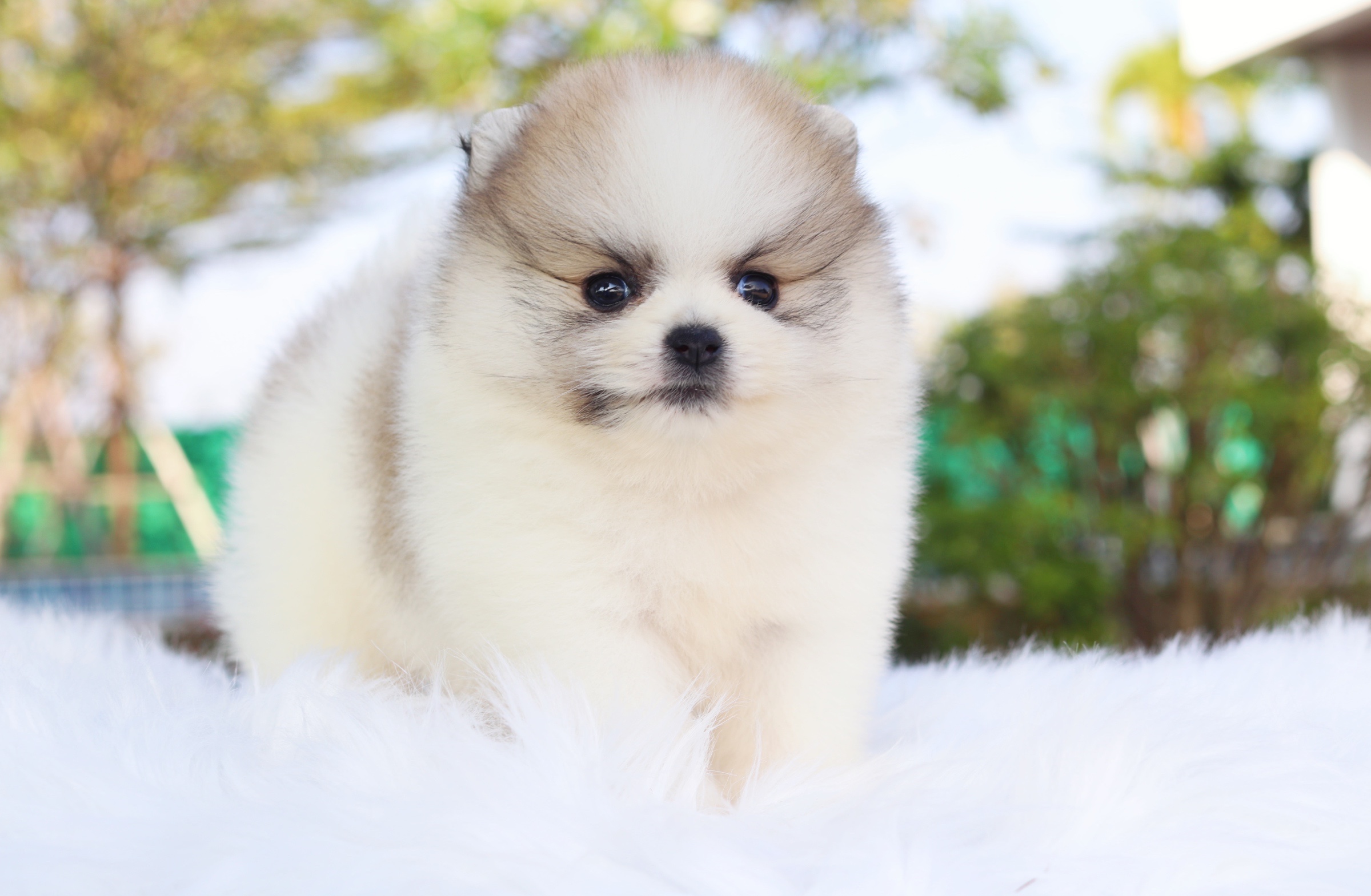 ปอมเมอเรเนียน เพศผู้ แฟนซีเกรดโชว์