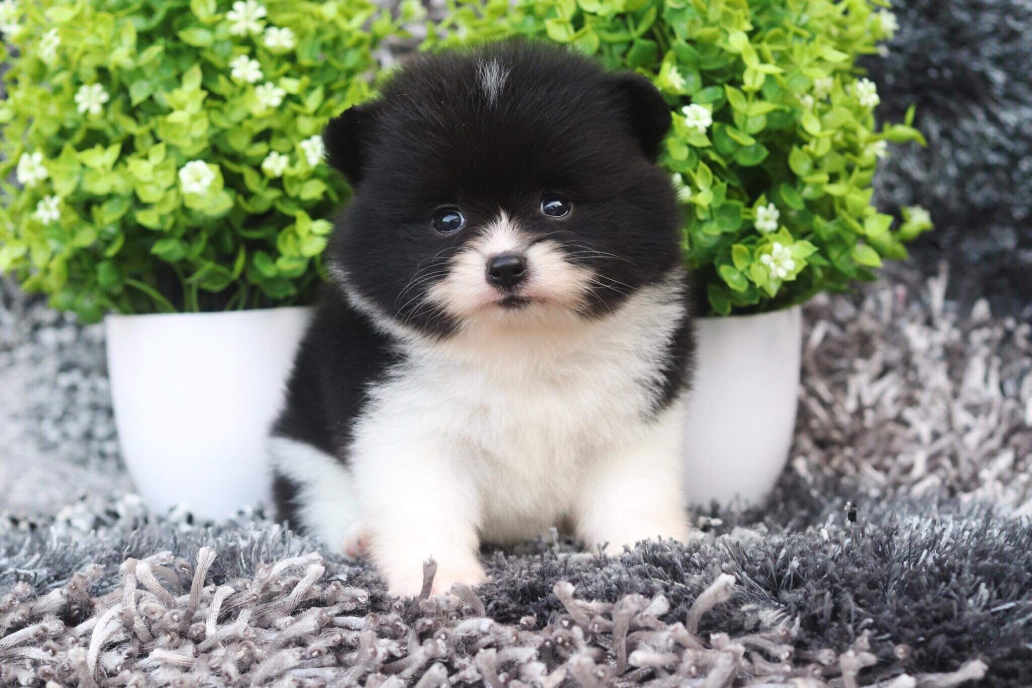 ปอมเมอเรเนียน เพศผู้