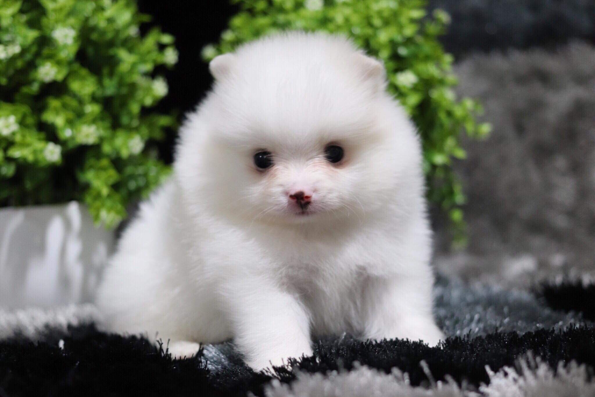 ปอมเมอเรเนียน เพศผู้