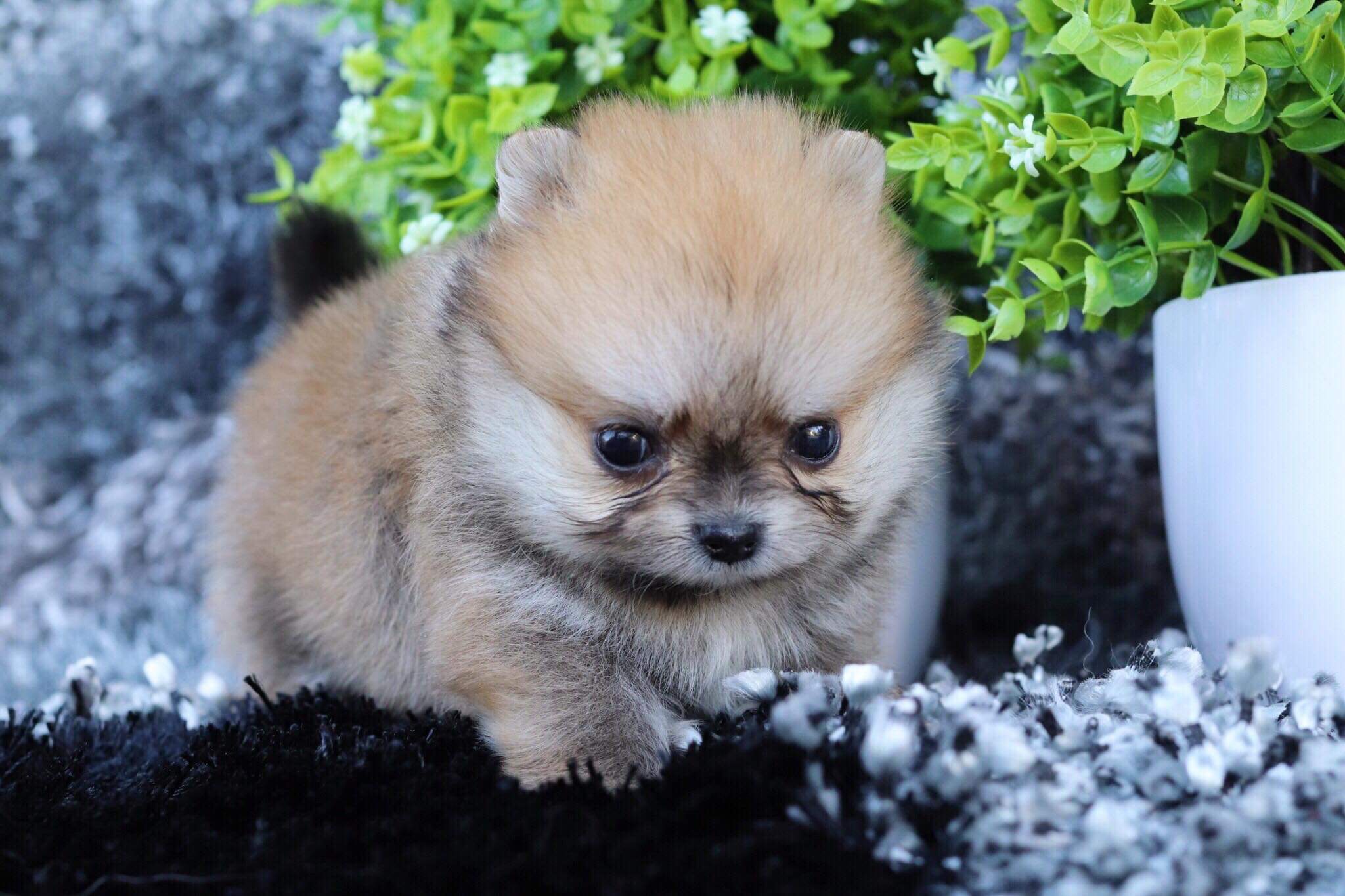 ปอมเมอเรเนียน เพศผู้