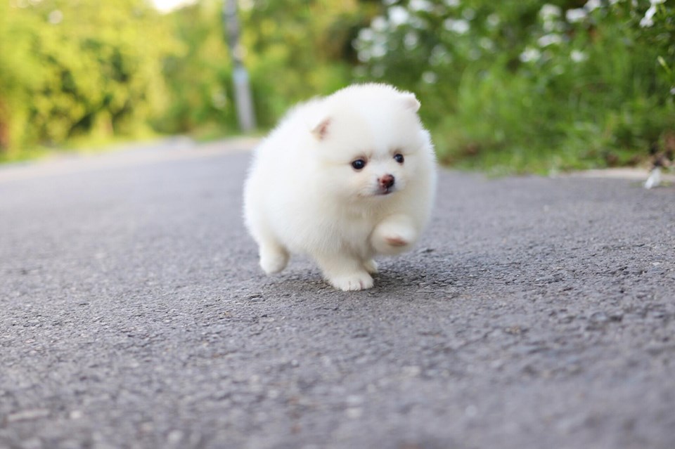 ปอมเมอเรเนียน เพศเเมีย