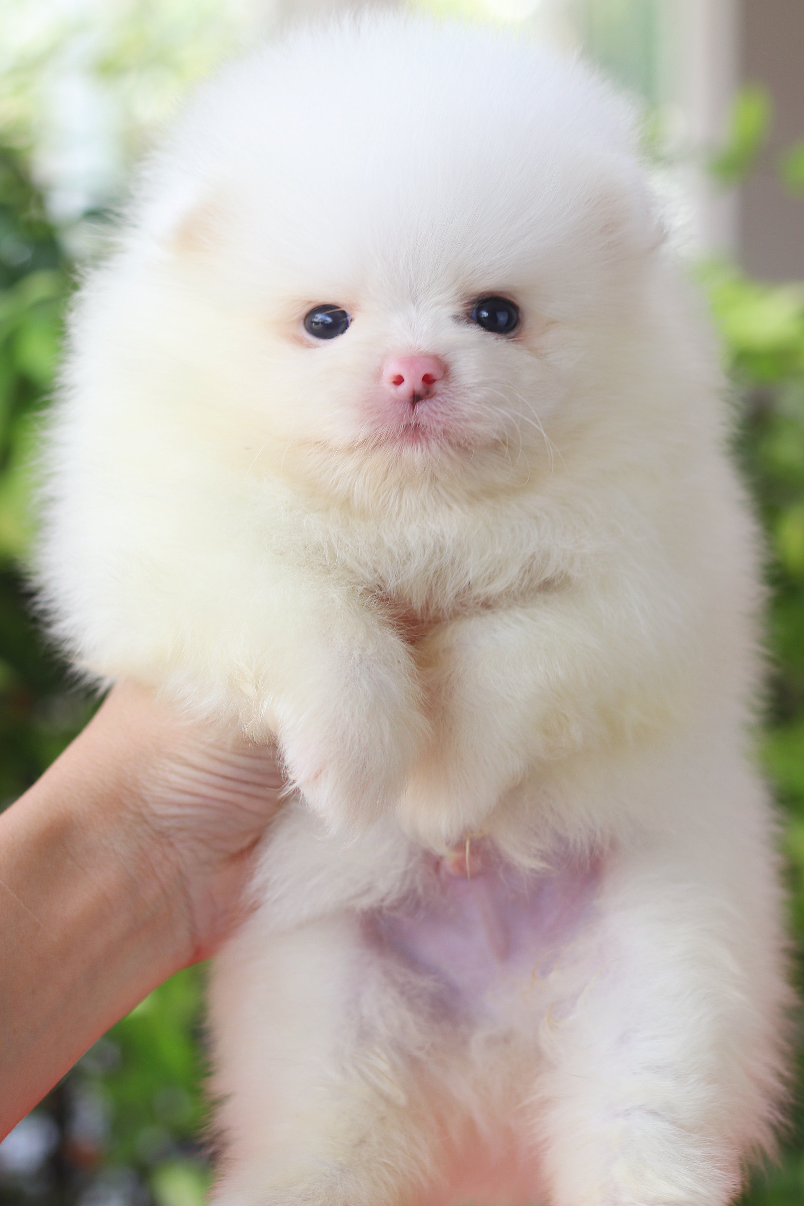 ปอมเมอเรเนียน เพศผู้สีขาว
