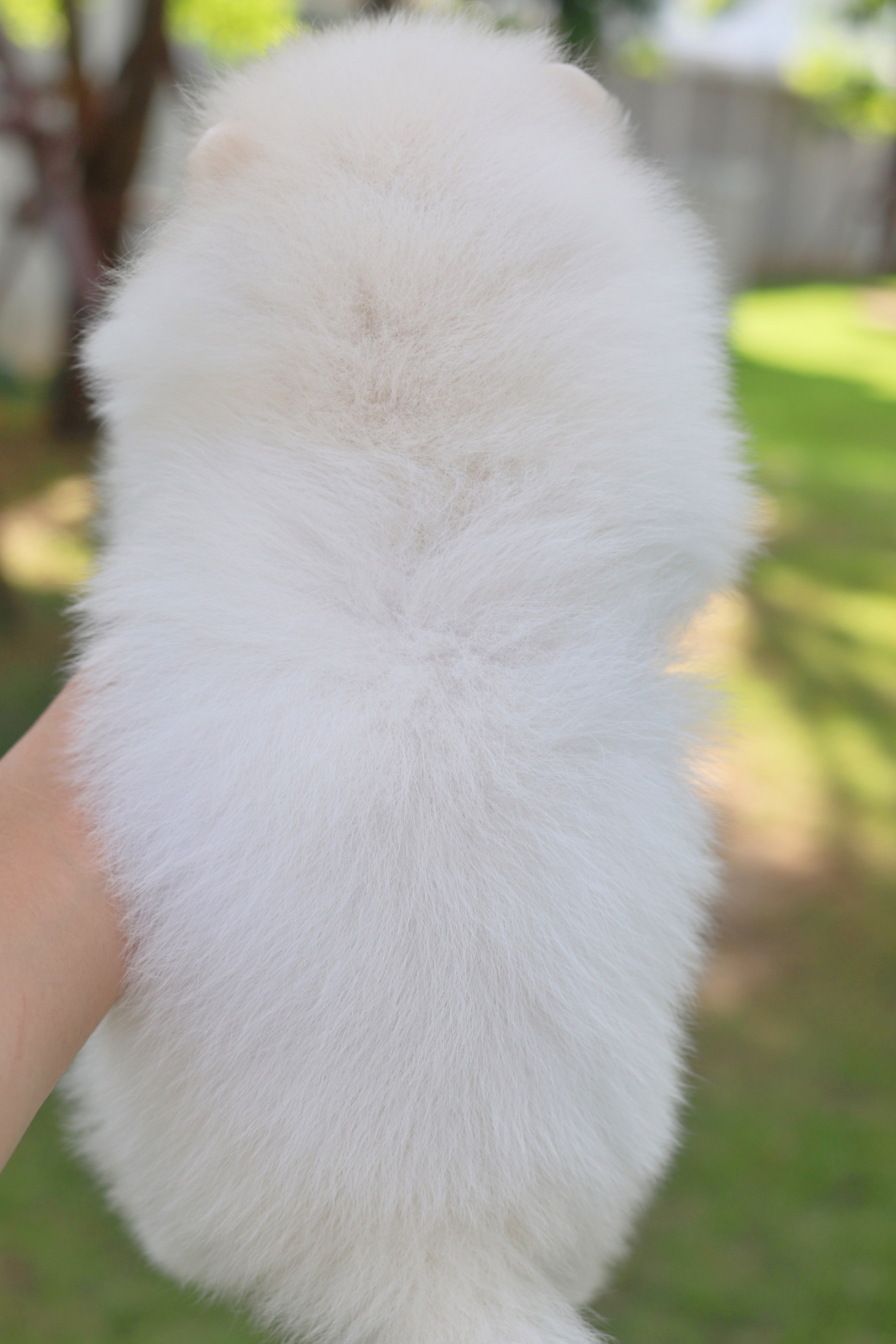 ปอมเมอเรเนียน เพศผู้สีขาวครีม