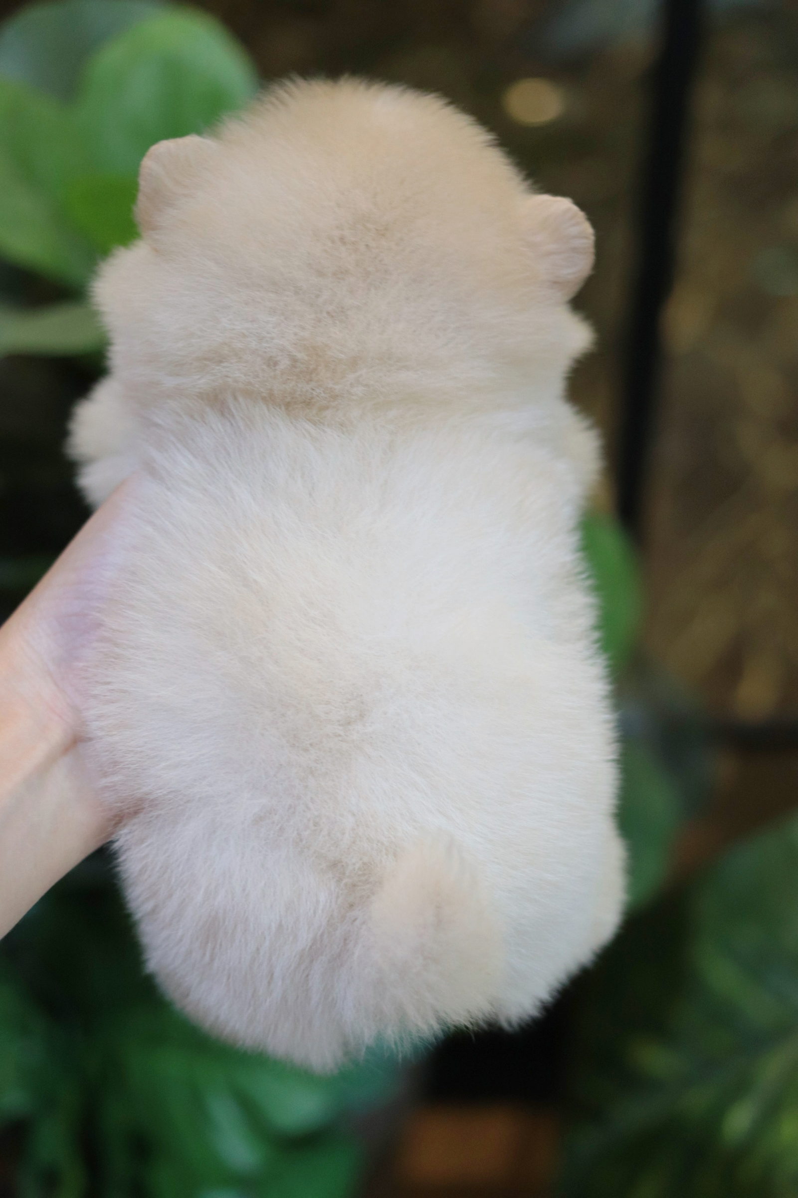 ปอมเมอเรเนียน เพศเมียสีขาวครีมไซส์เล็ก