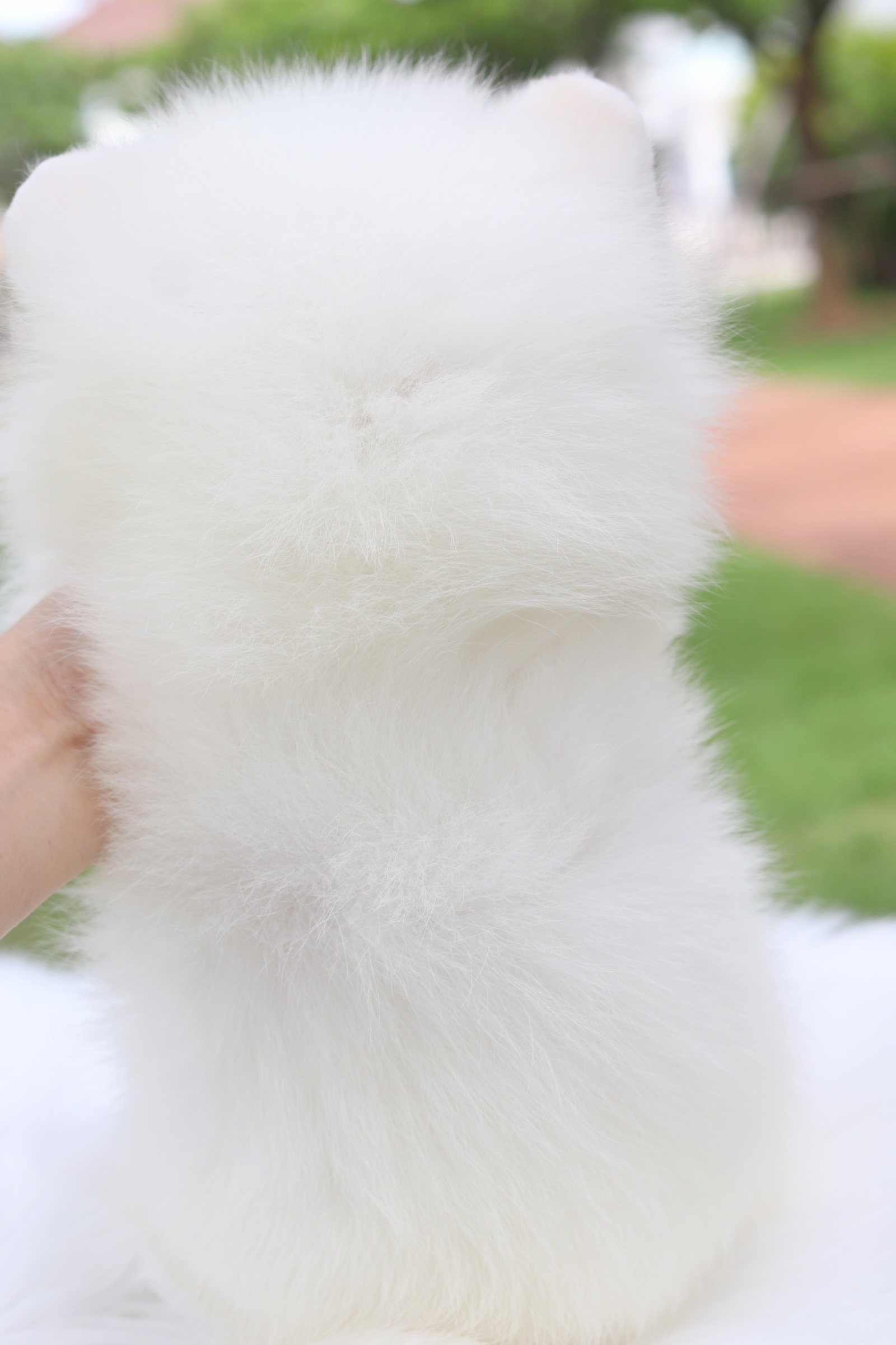 ปอมเมอเรเนียน เพศผู้สีขาว