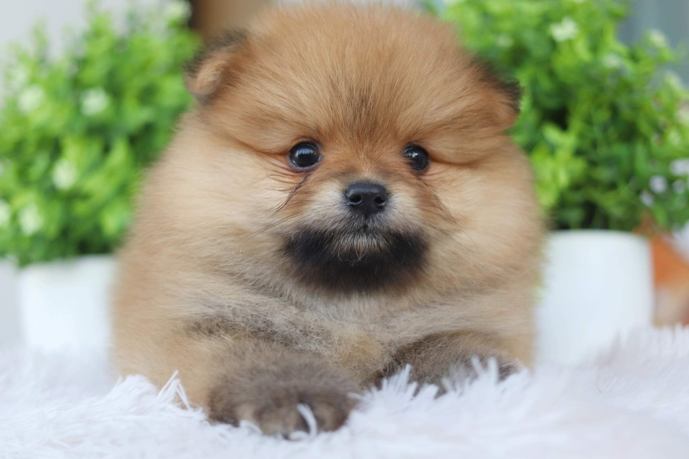 ปอมเมอเรเนียน เพศผู้