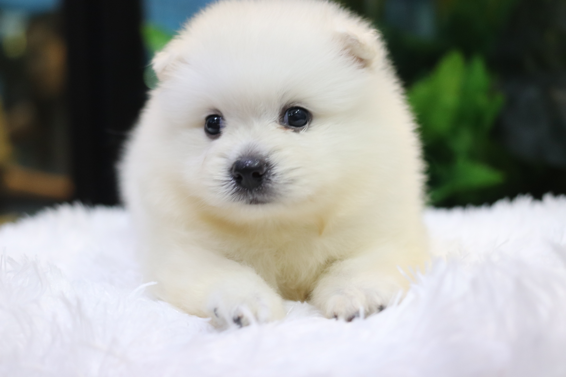 ปอมเมอเรเนียน เพศผู้ เกรดเลี้ยงเล่นไซส์ปกติหน้าฟ็อก