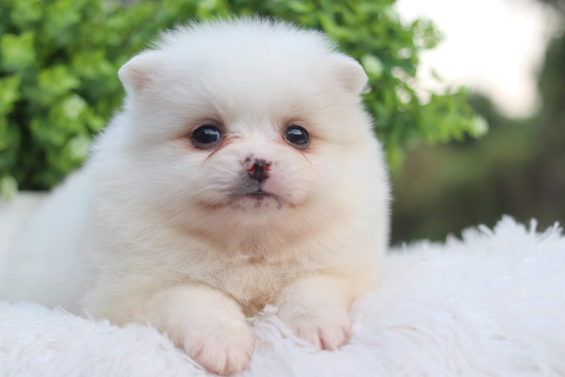 ปอมเมอเรเนียน เพศเมีย