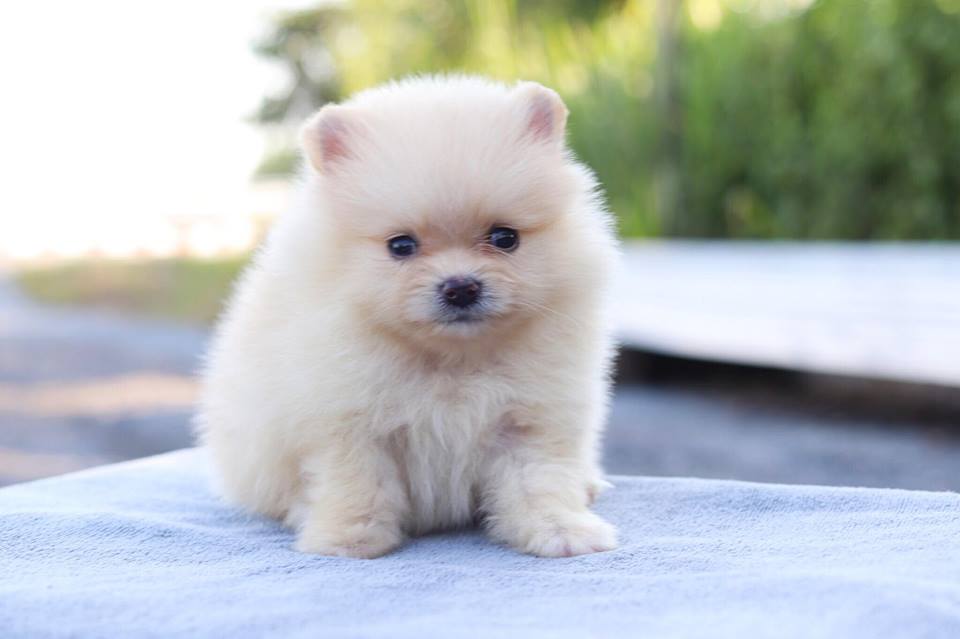 ปอมเมอเรเนียน เพศผู้