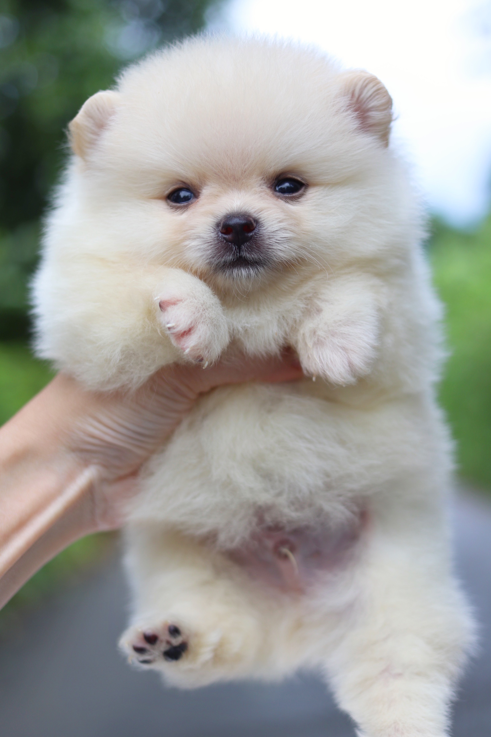 ปอมเมอเรเนียน เพศผู้ สีขาวครีมไซส์เล็ก