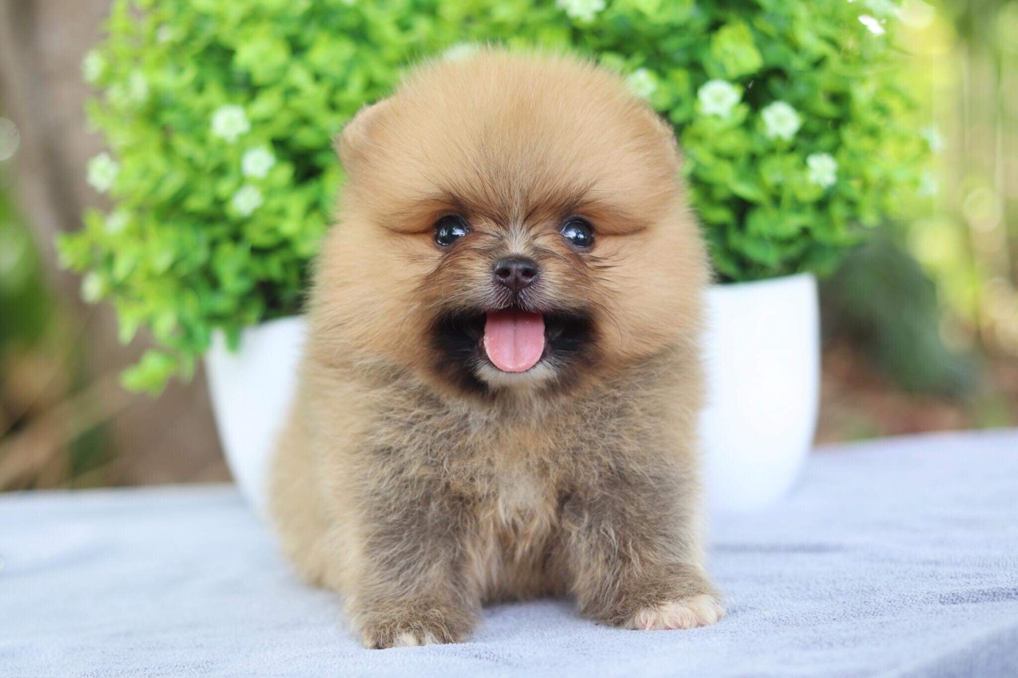 ปอมเมอเรเนียน เพศผู้