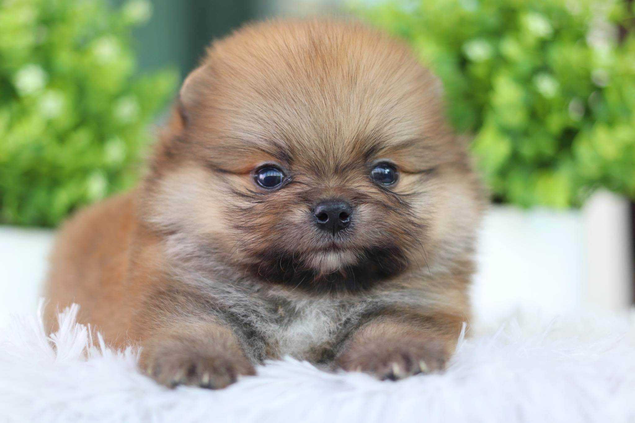 ปอมเมอเรเนียน เพศผู้