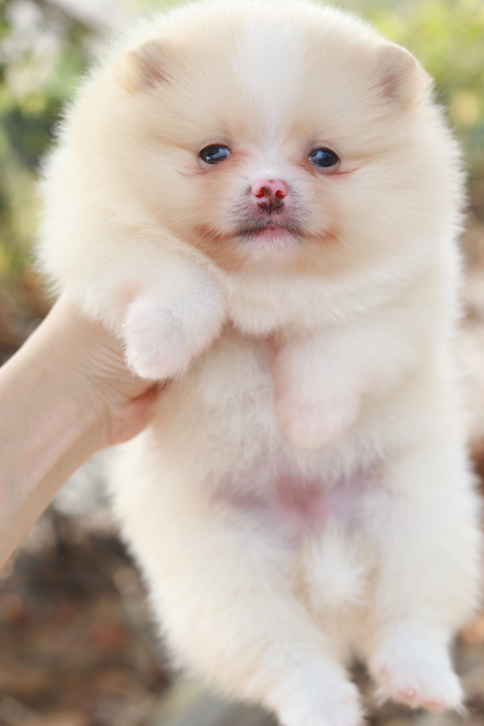 ปอมเมอเรเนียน เพศเมียขาวครีม