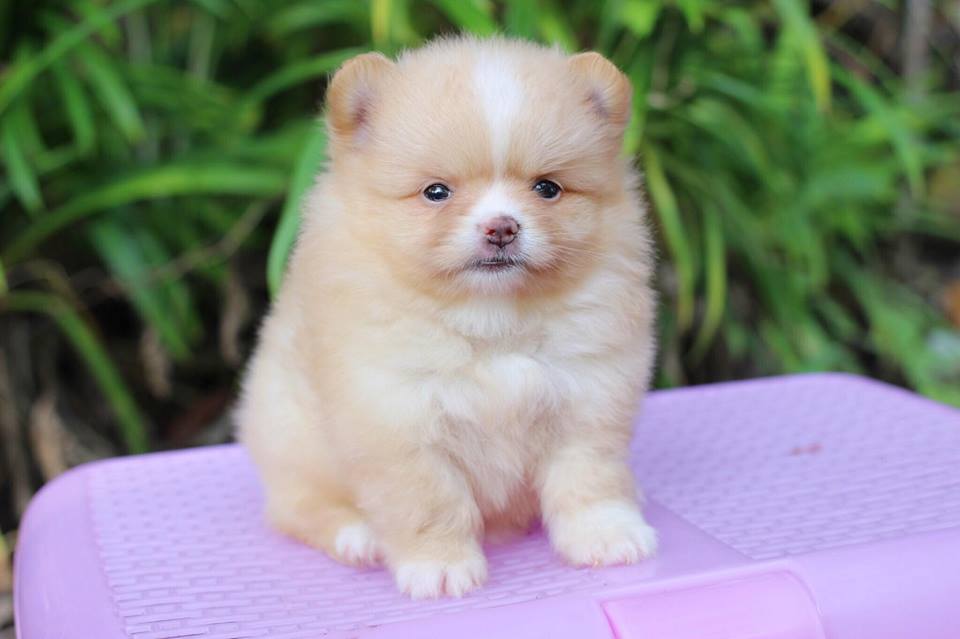 ปอมเมอเรเนียน เพศเมีย สีครีม