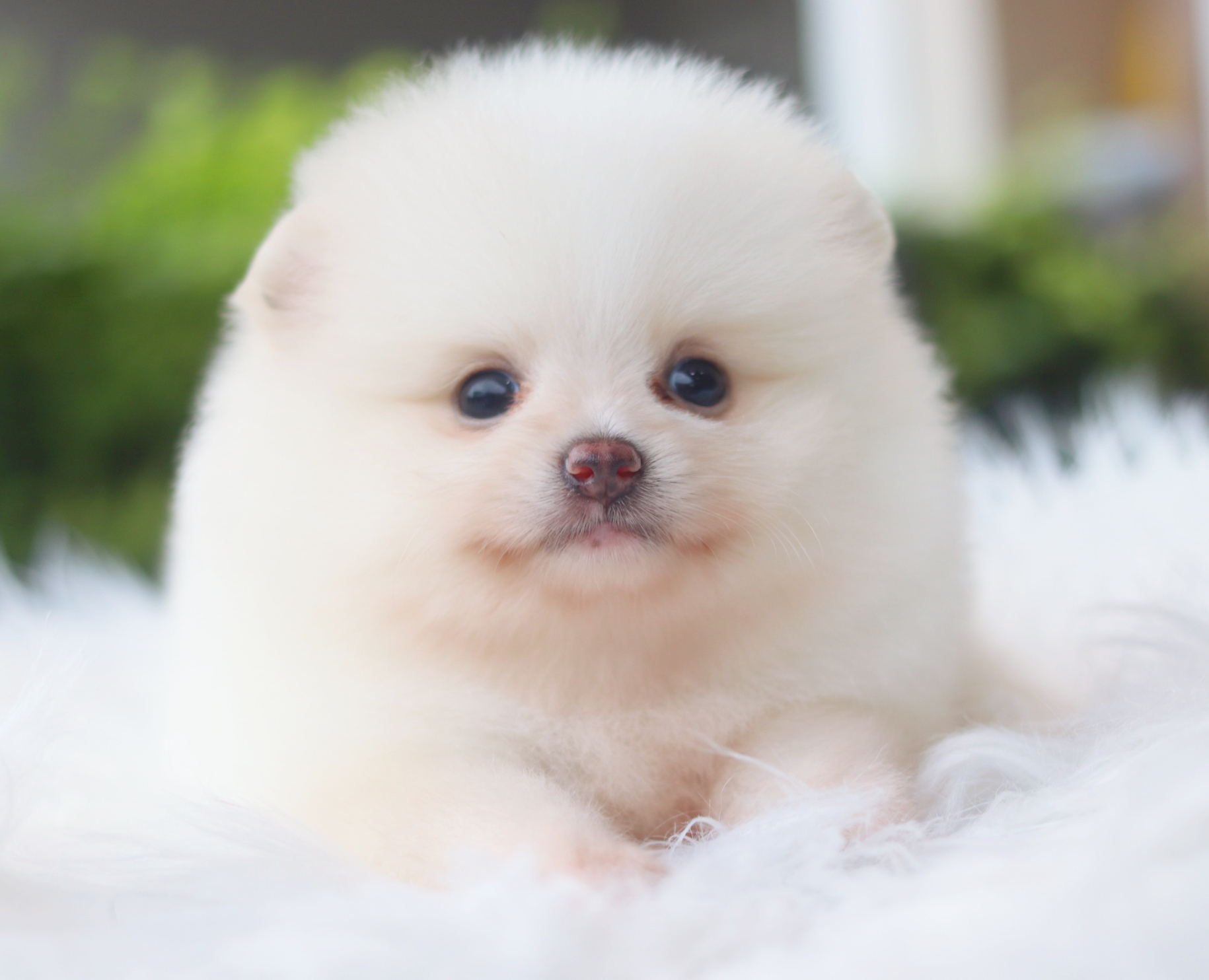 ปอมเมอเรเนียน เพศเมียสีขาวครีม