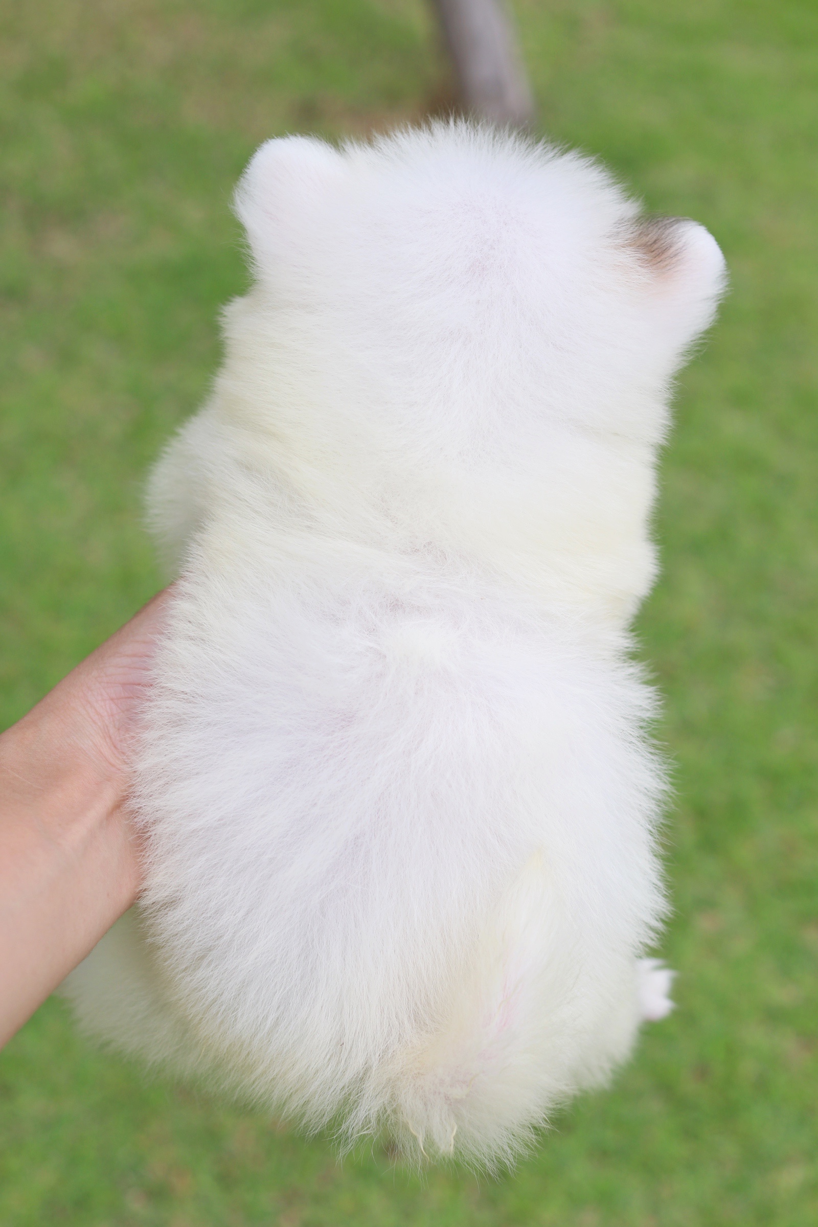 ปอมเมอเรเนียน เพศเมีย เกรดเลี้ยงเล่นหน้าฟ็อก