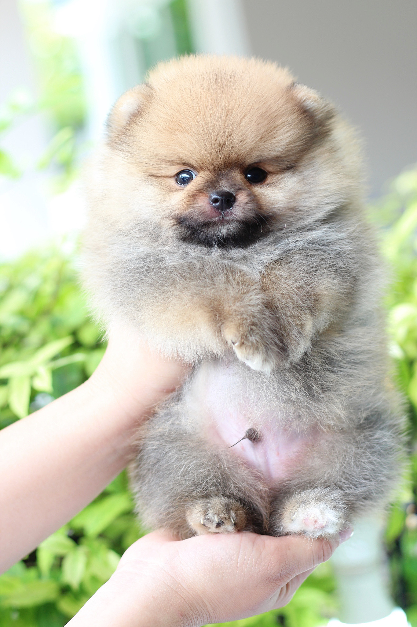 ปอมเมอเรเนียน เพศผู้สีส้ม