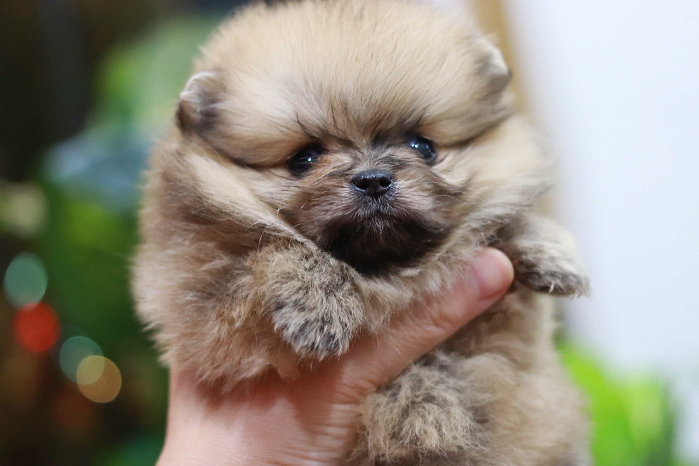 ปอมเมอเรเนียน เพศเมีย ทีคัพ