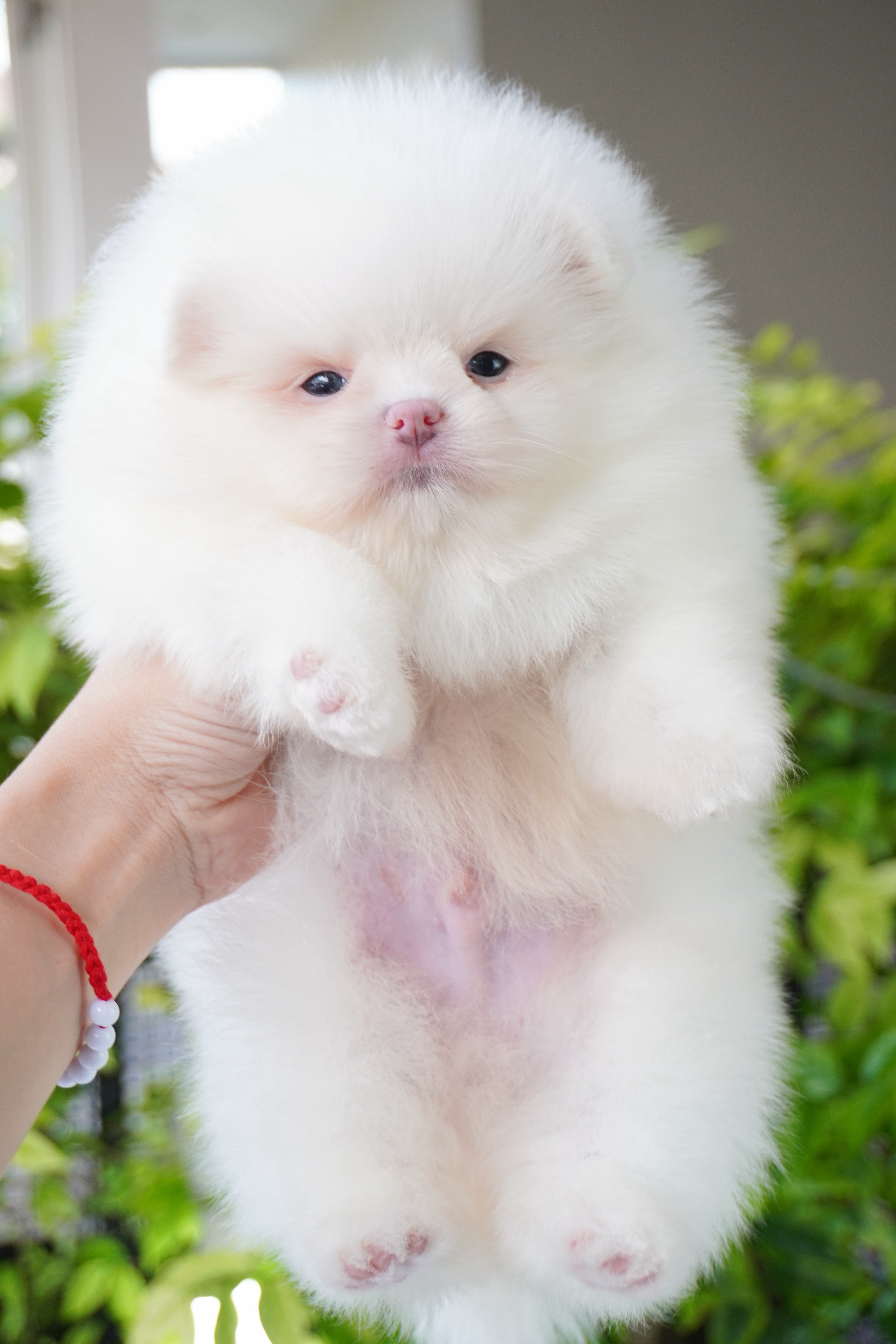 ปอมเมอเรเนียน เพศผู้ สีขาวครีม เกรดโชว์