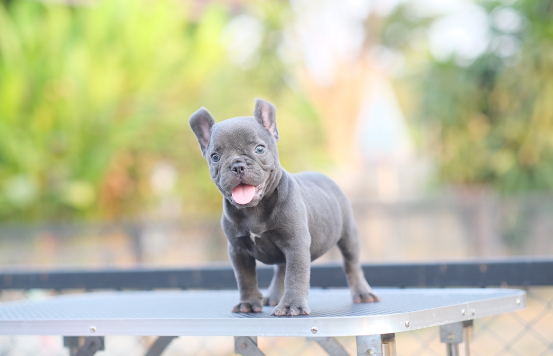 เด็กชายสีบลู สีพิเศษราคาเบาๆ ได้รับการฉีดวัคซีนรวมป้องกัน5โรค , ถ่ายพยาธิตามกำหนด ก่อนการส่งมอบ , มีบริการส่งน้องต่างจังหวัด , สุนัขร่างกายสมบูรณ์แข็งแรง สุขภาพจิตดีทุกตัว