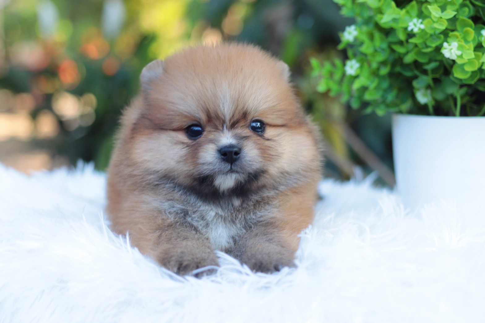 ปอมเมอเรเนียน เพศเมียสีส้ม