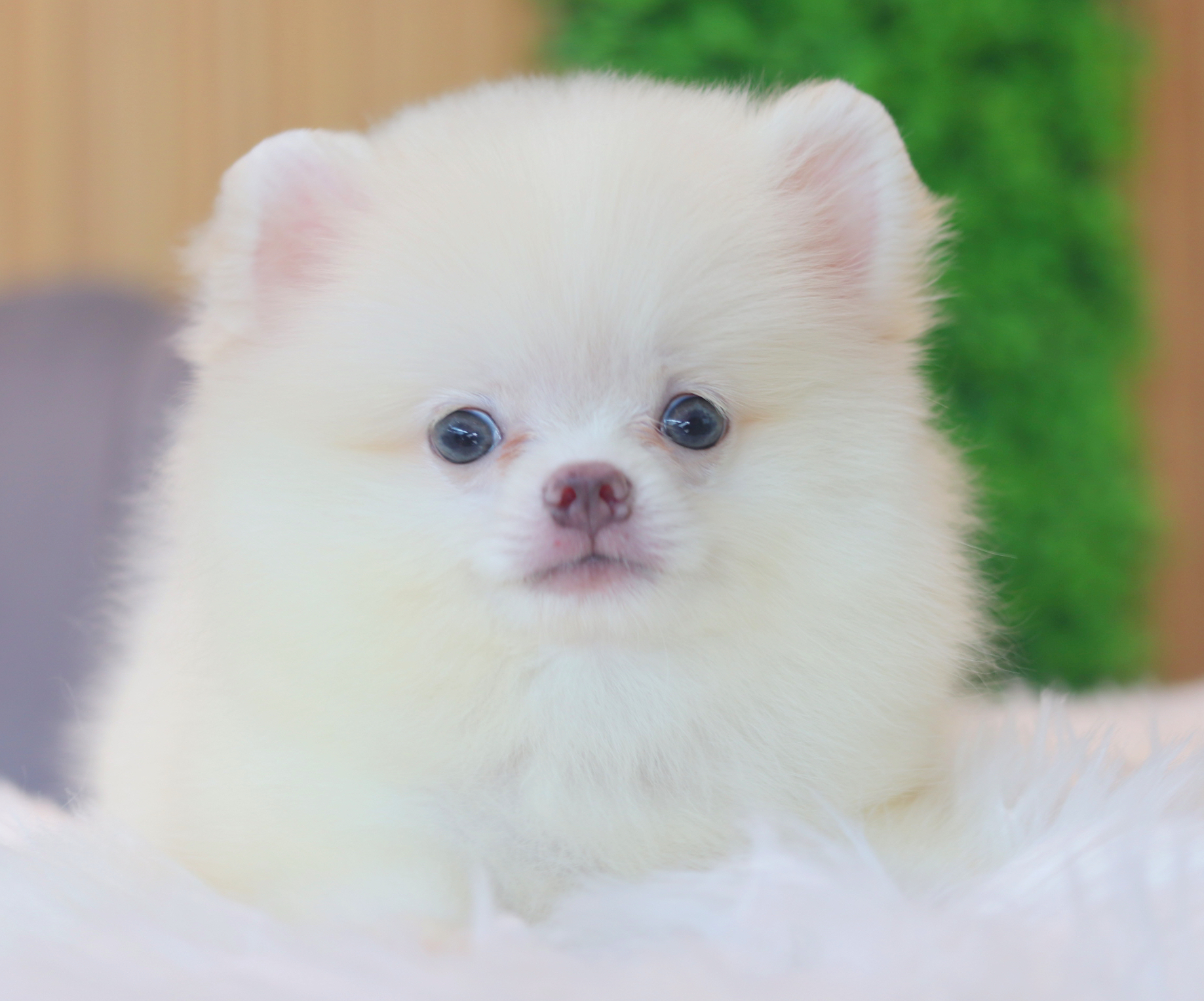 ปอมเมอเรเนียน เพศเมียสีขาวครีม